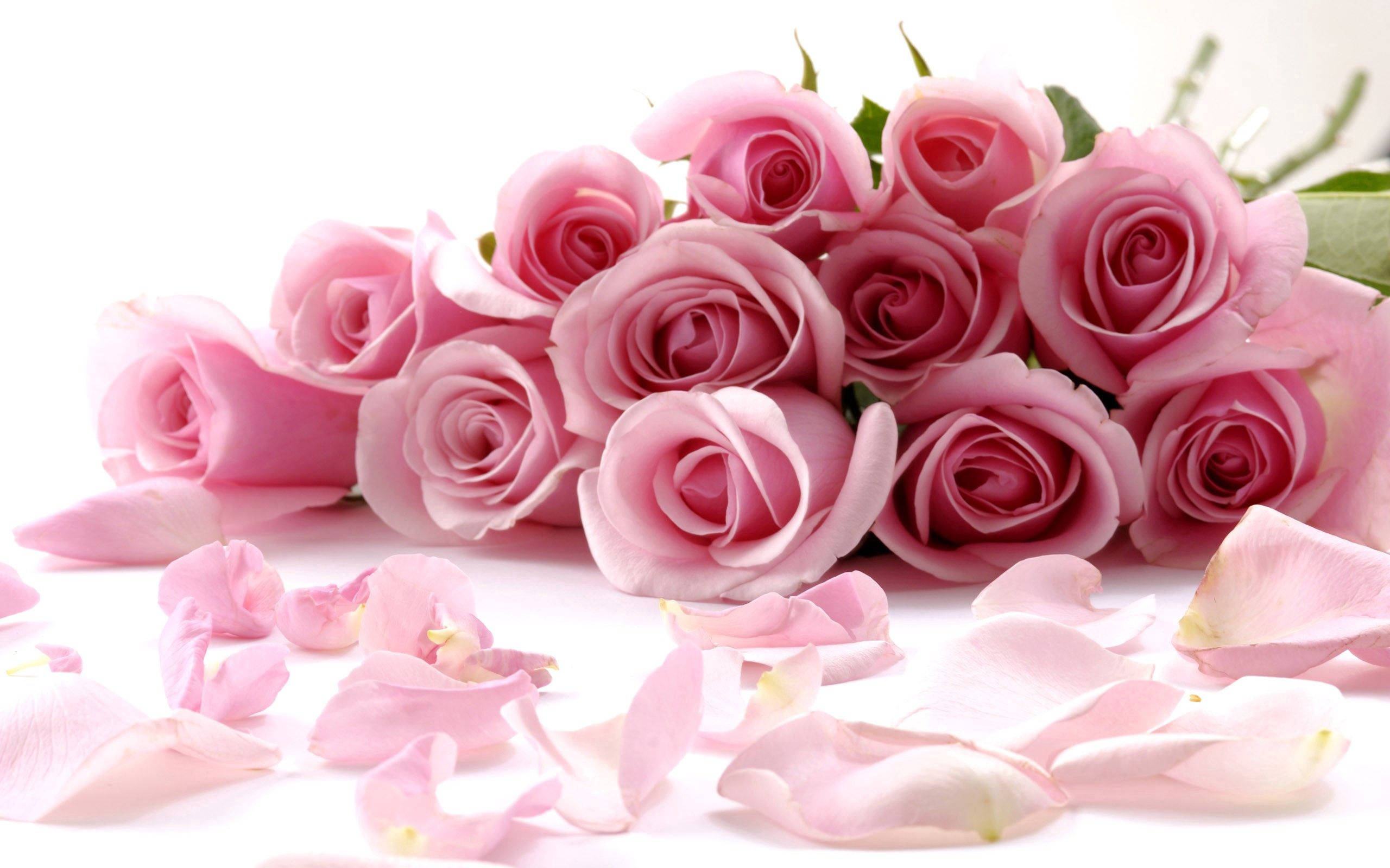 En smuk rose midt i et leje af blade. Wallpapers