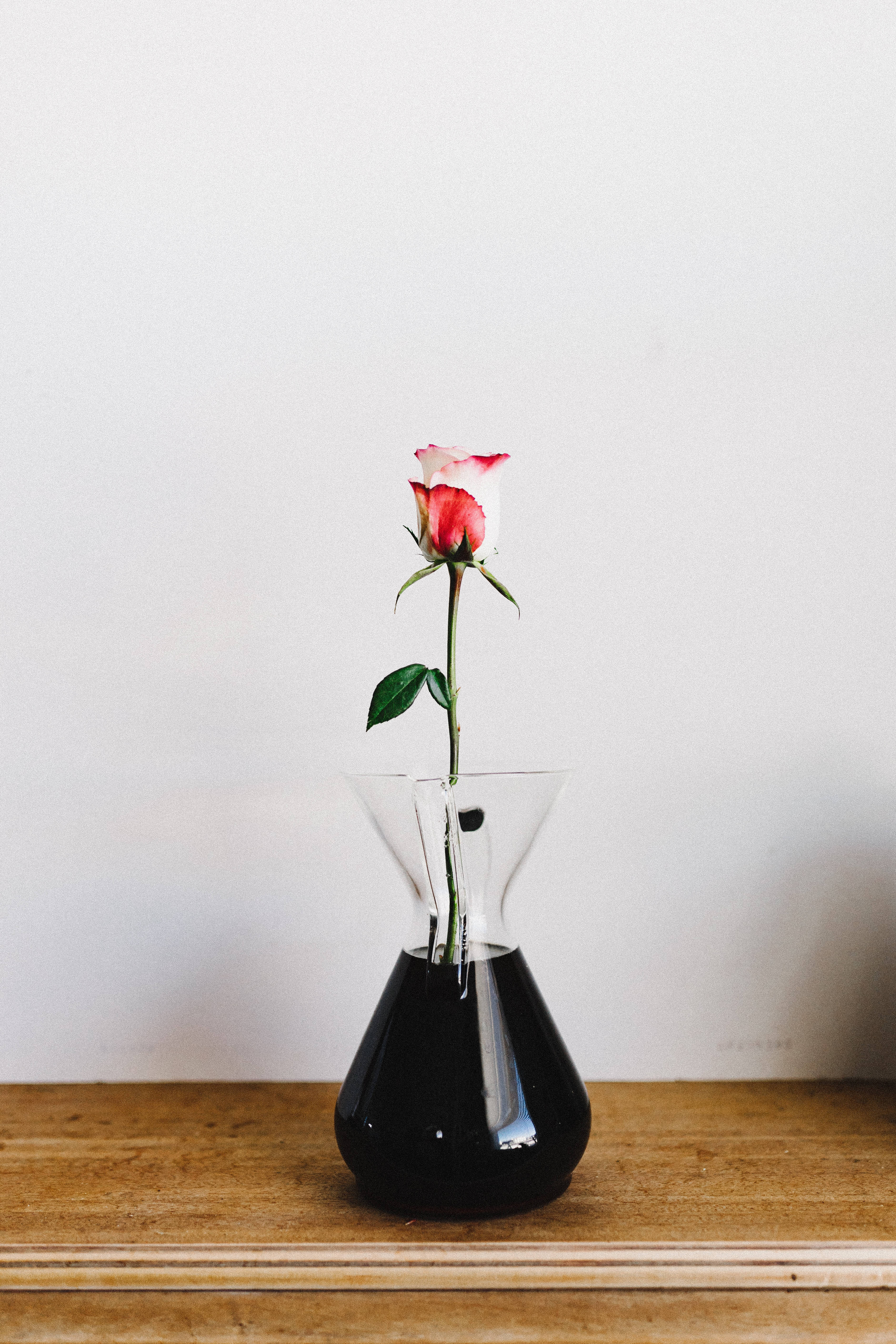 En smuk roseblomst stående i en klassisk vase. Wallpapers