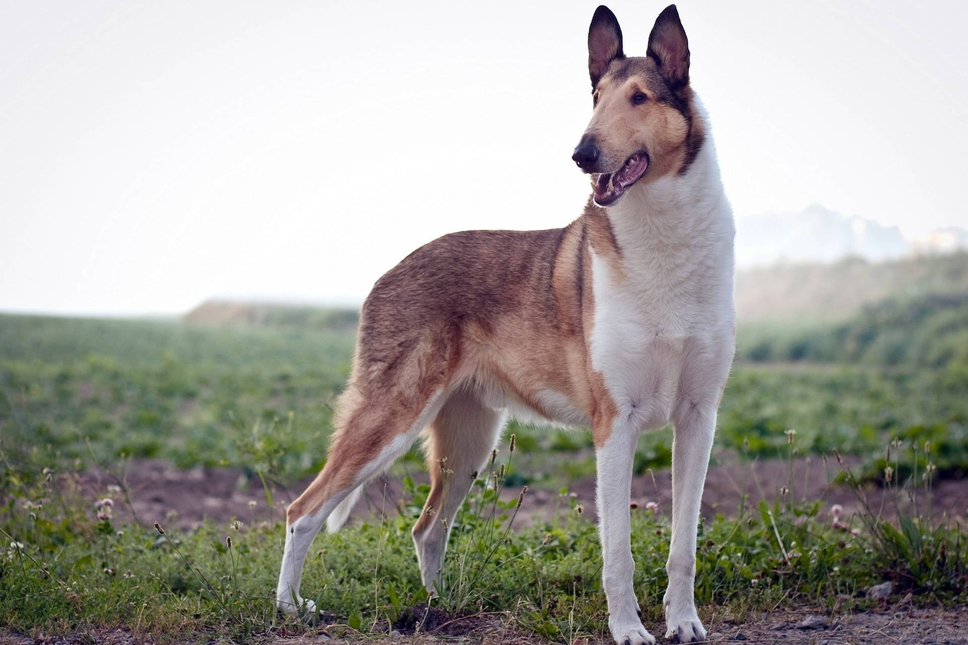 "En smuk Smooth Collie, der leger i græsset!" Wallpapers