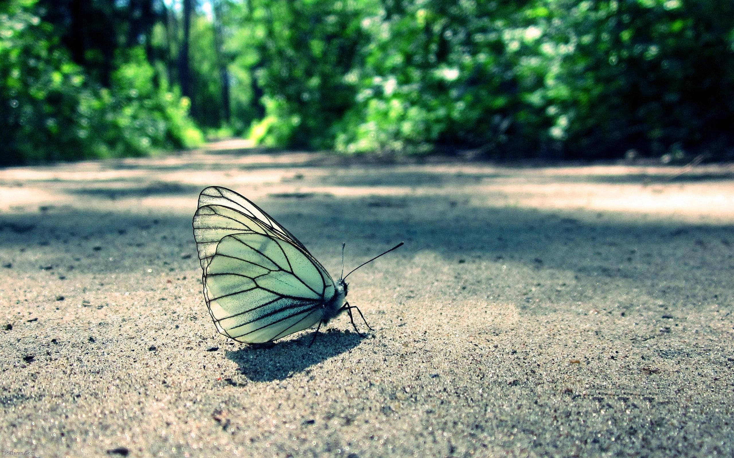 En smuk sommerfugl, der danser i vinden Wallpapers