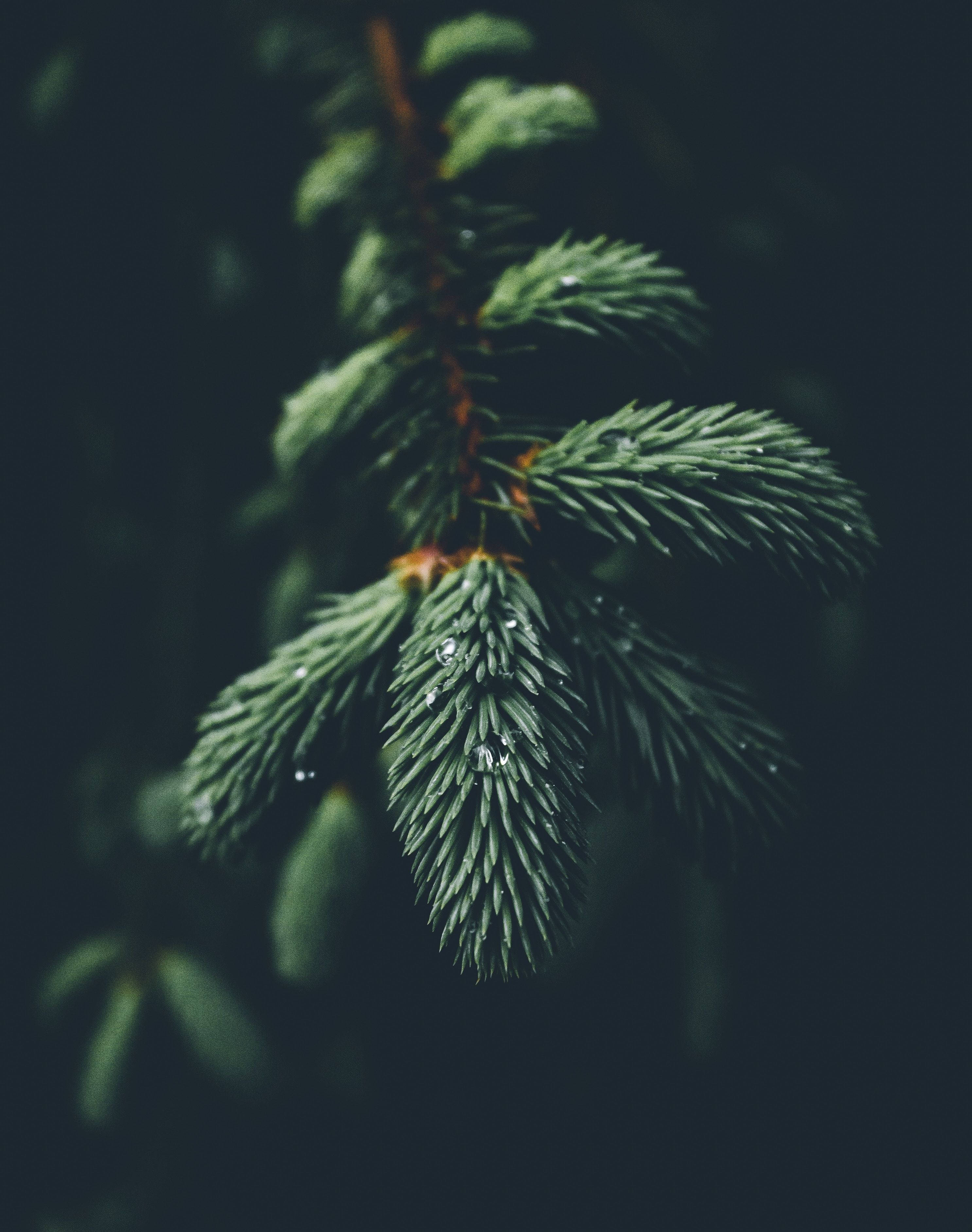 En smuk trægren med frodige grønne blade. Wallpapers