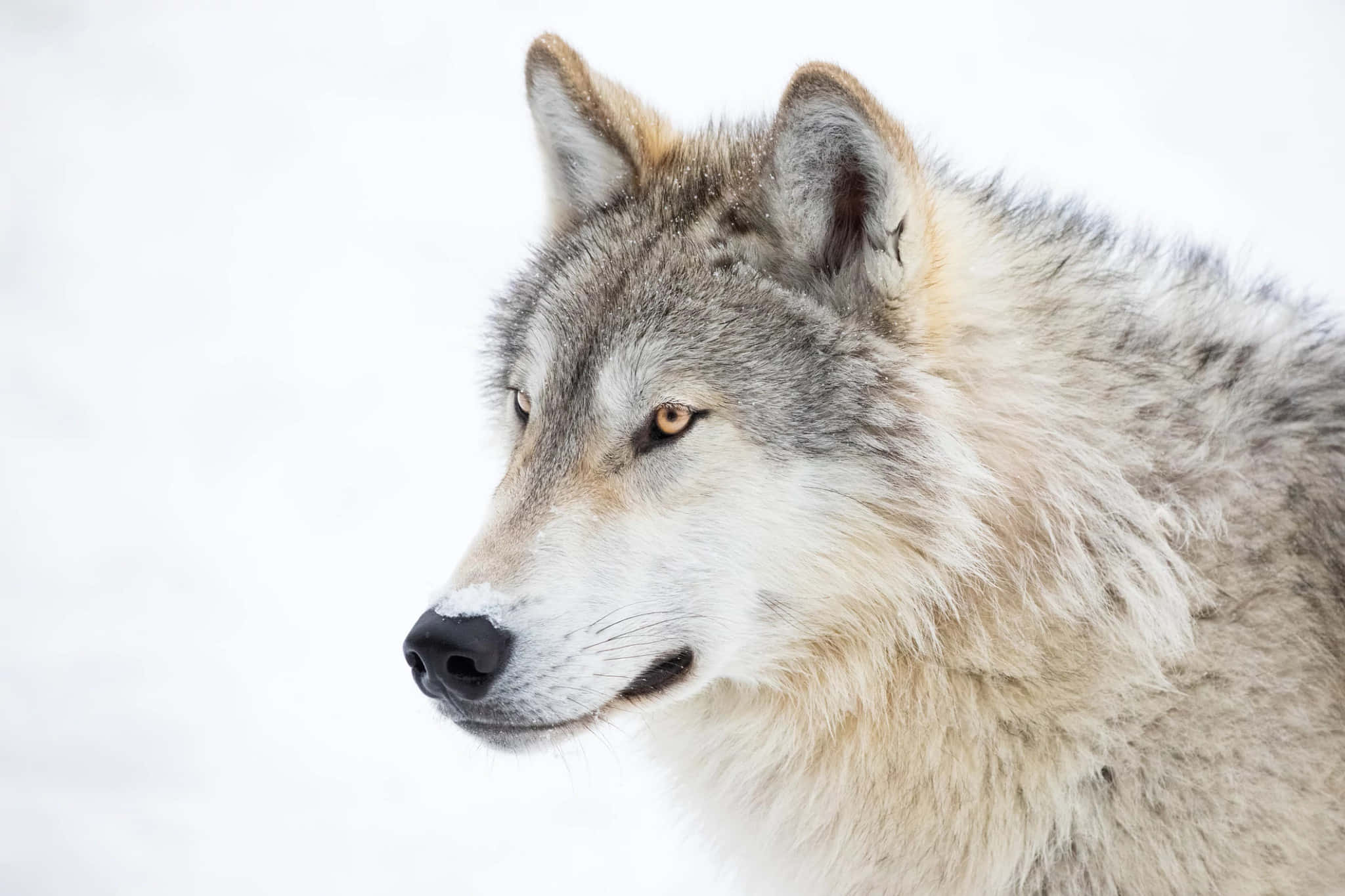 En smuk ulv tegnet i skoven Wallpapers