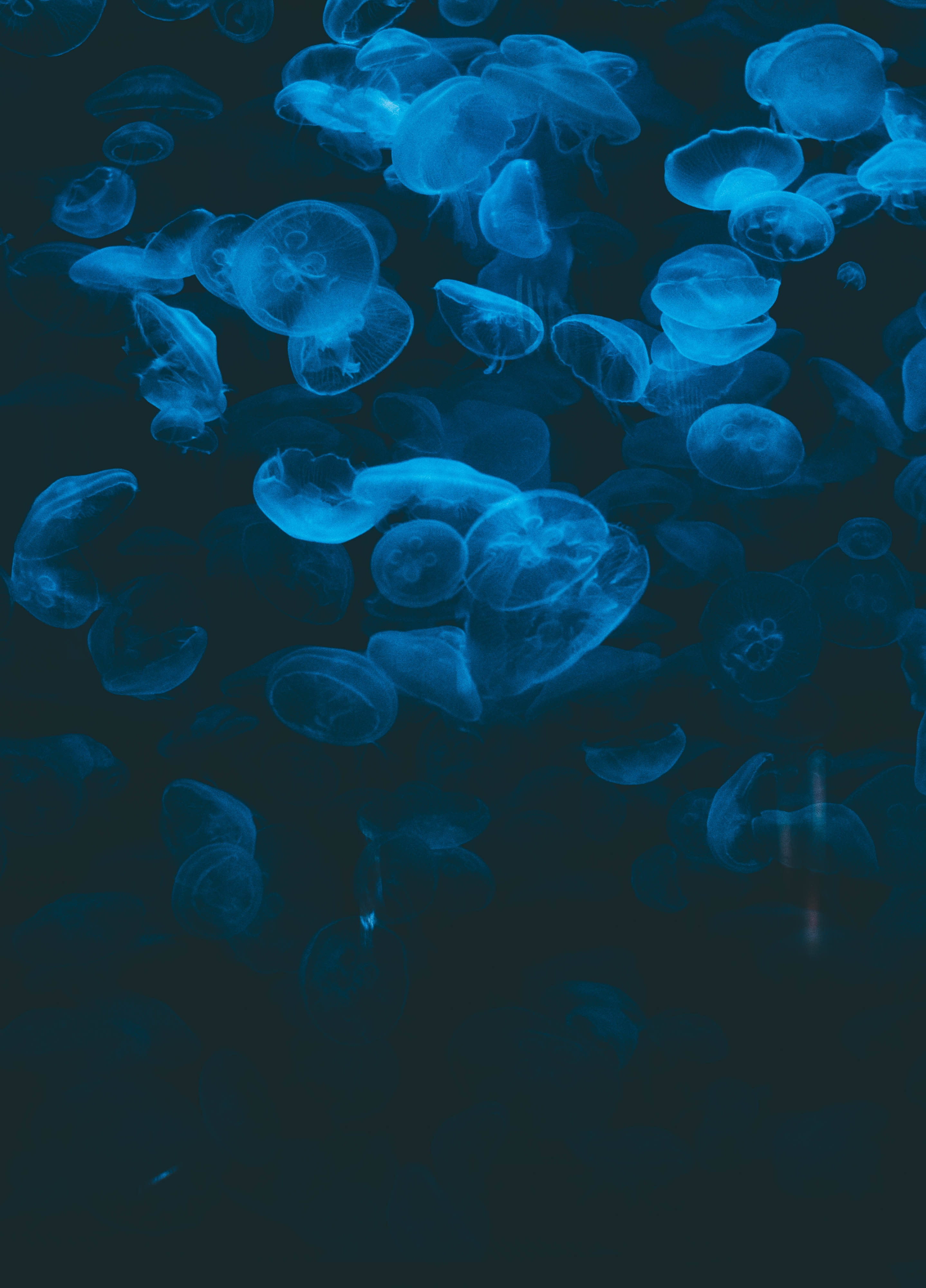 En smuk vandmand glider gennem det dybe blå hav Wallpapers