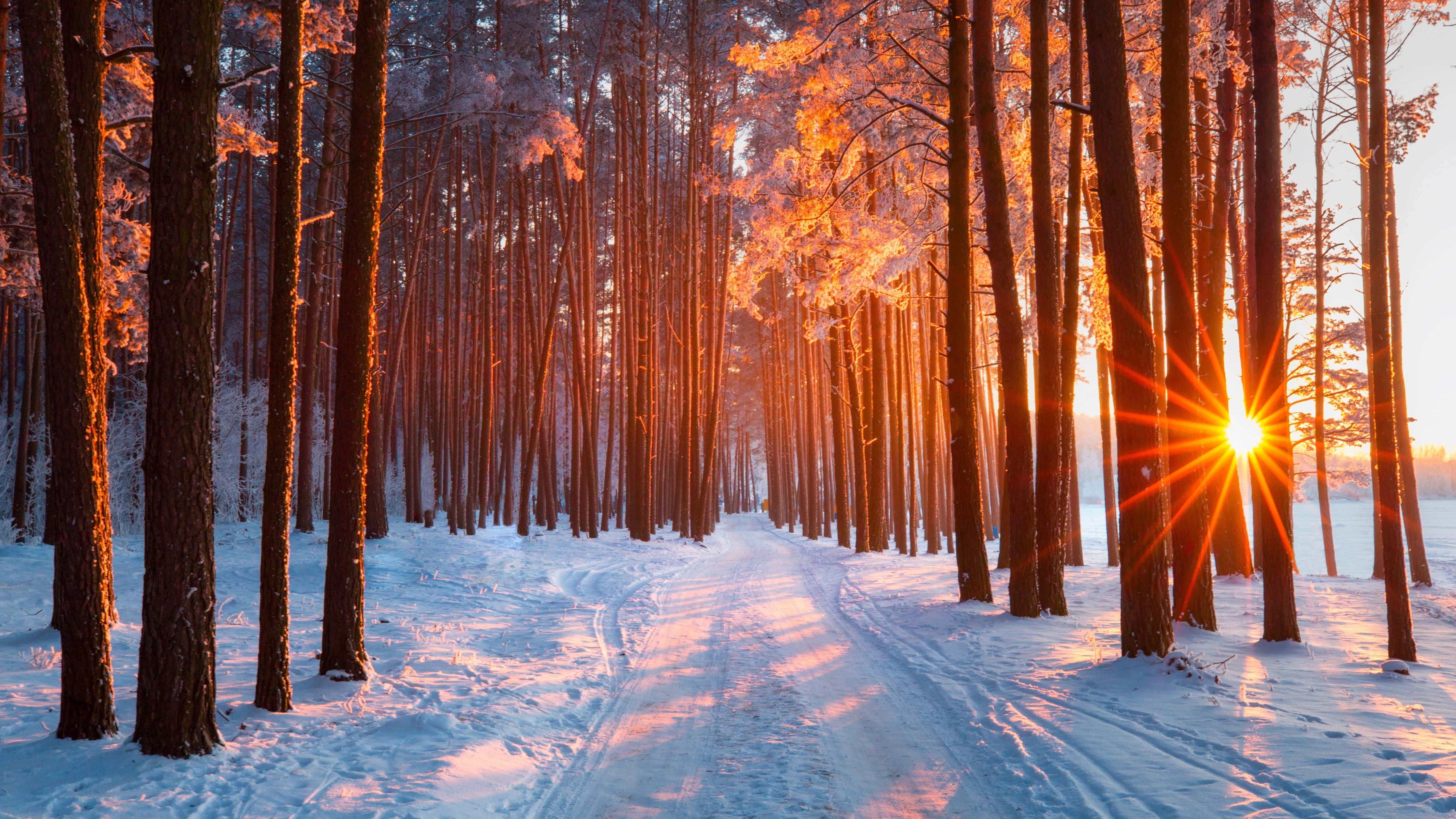 en sneklædt sti i en skov med solen, der skinner gennem træerne Wallpapers