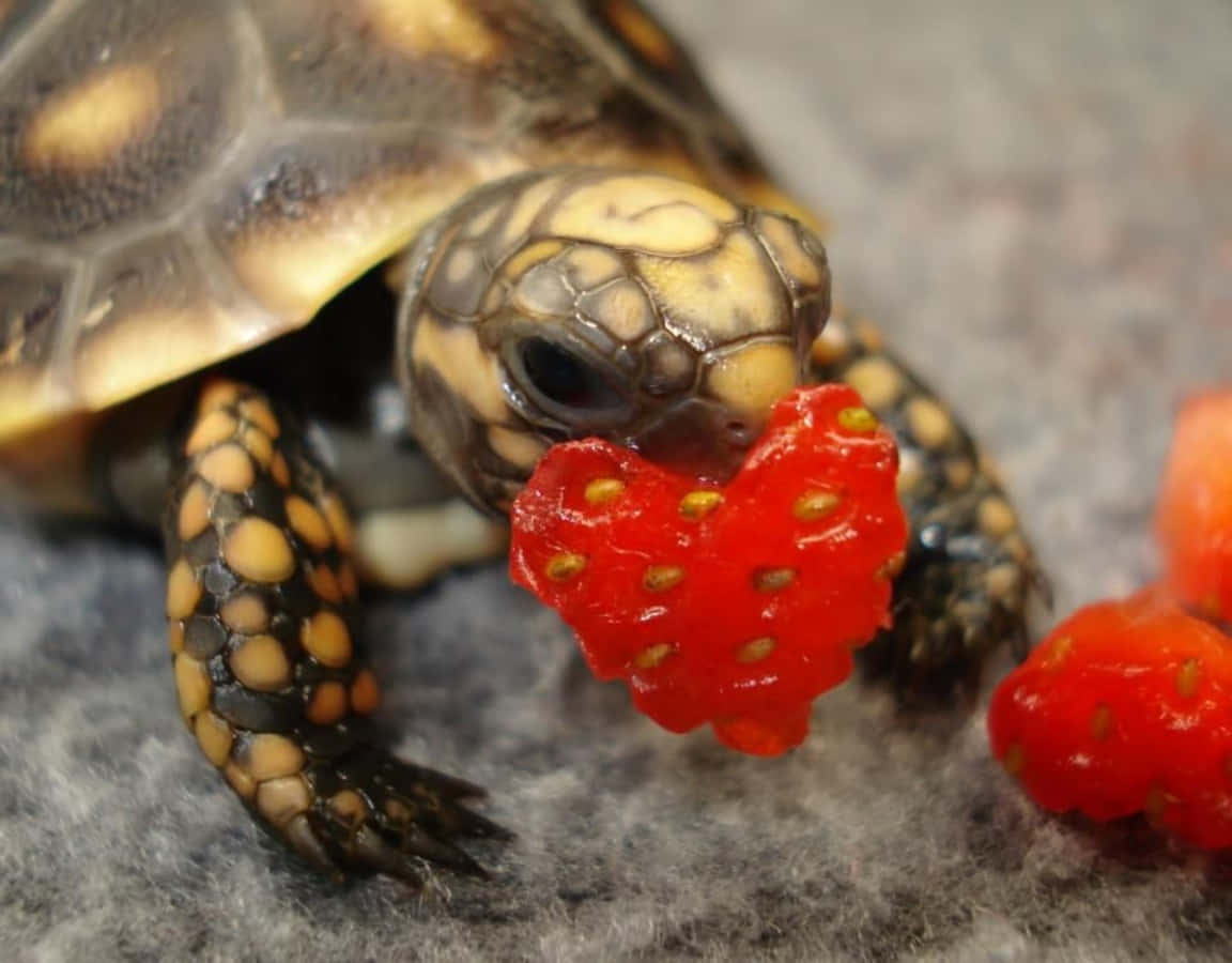 En sød lille skildpadde beundrer verden Wallpapers