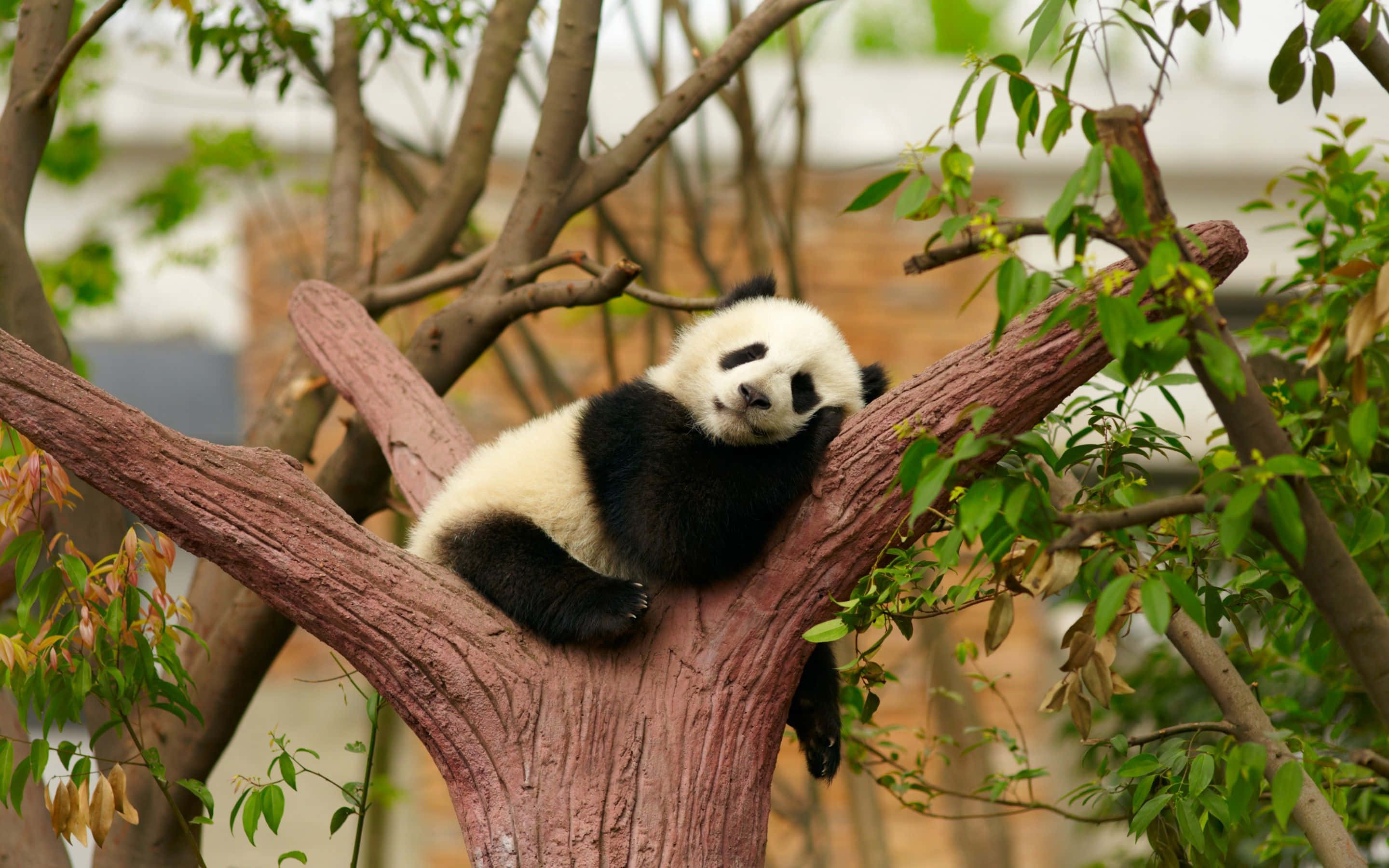 En sød panda, der nyder en snack i sit naturlige habitat Wallpapers