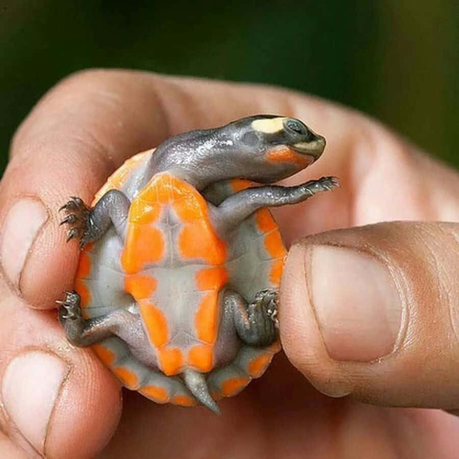 En sød skildpadde på en gåtur Wallpapers