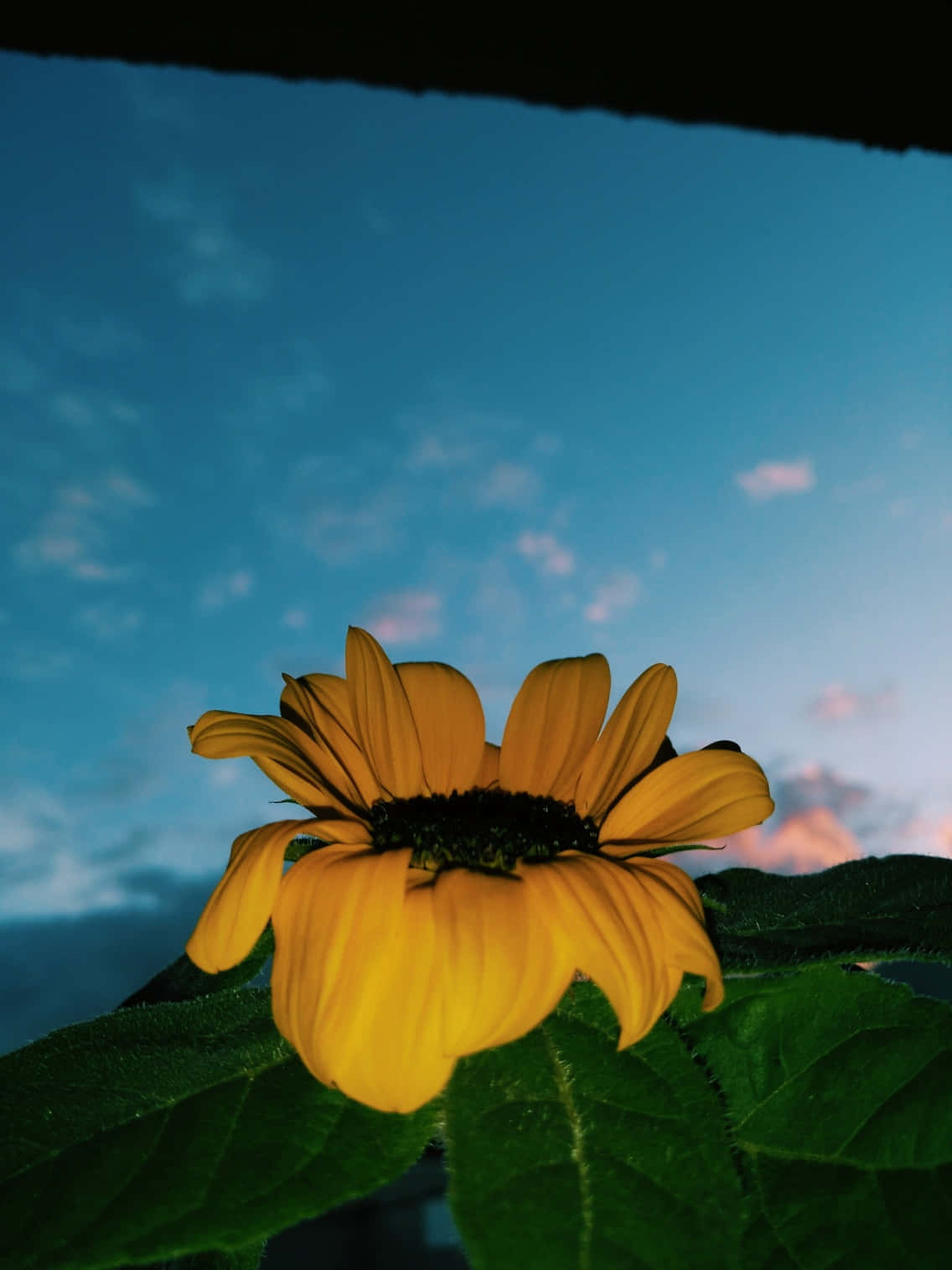 en solsikke i vinduet Wallpapers