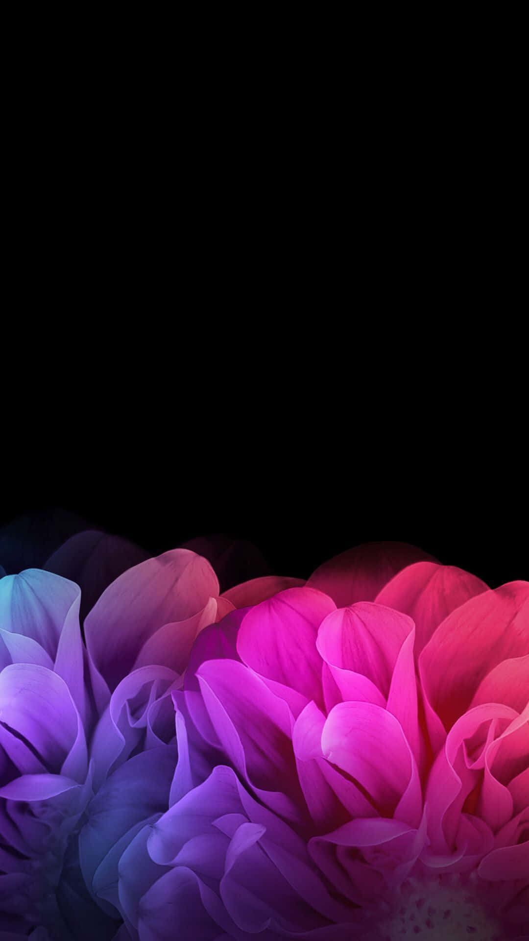 en sort baggrund med farverige blomster Wallpapers