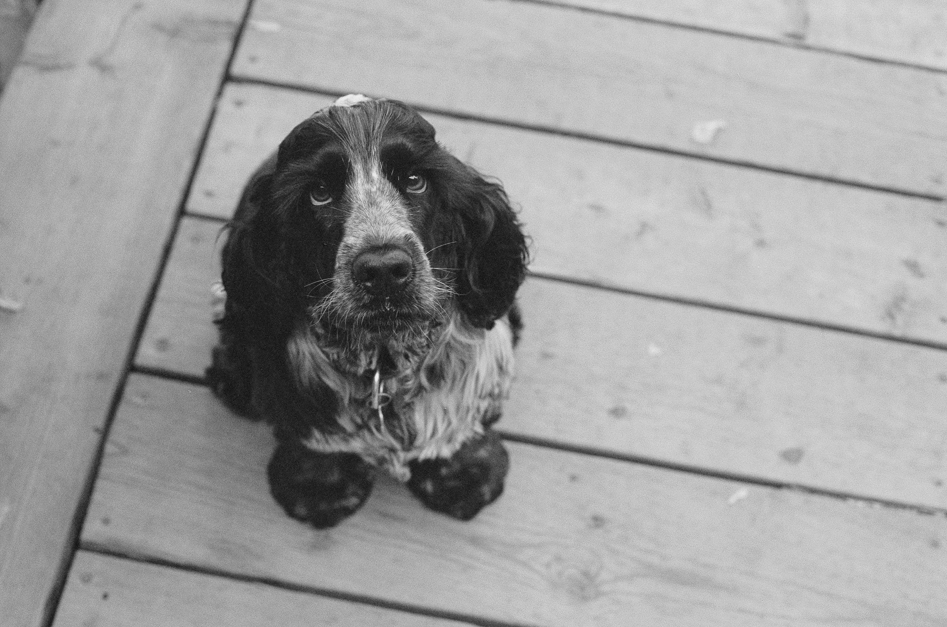 En sort Cocker Spaniel-hvalp kigger kærligt ind i kameraet Wallpapers