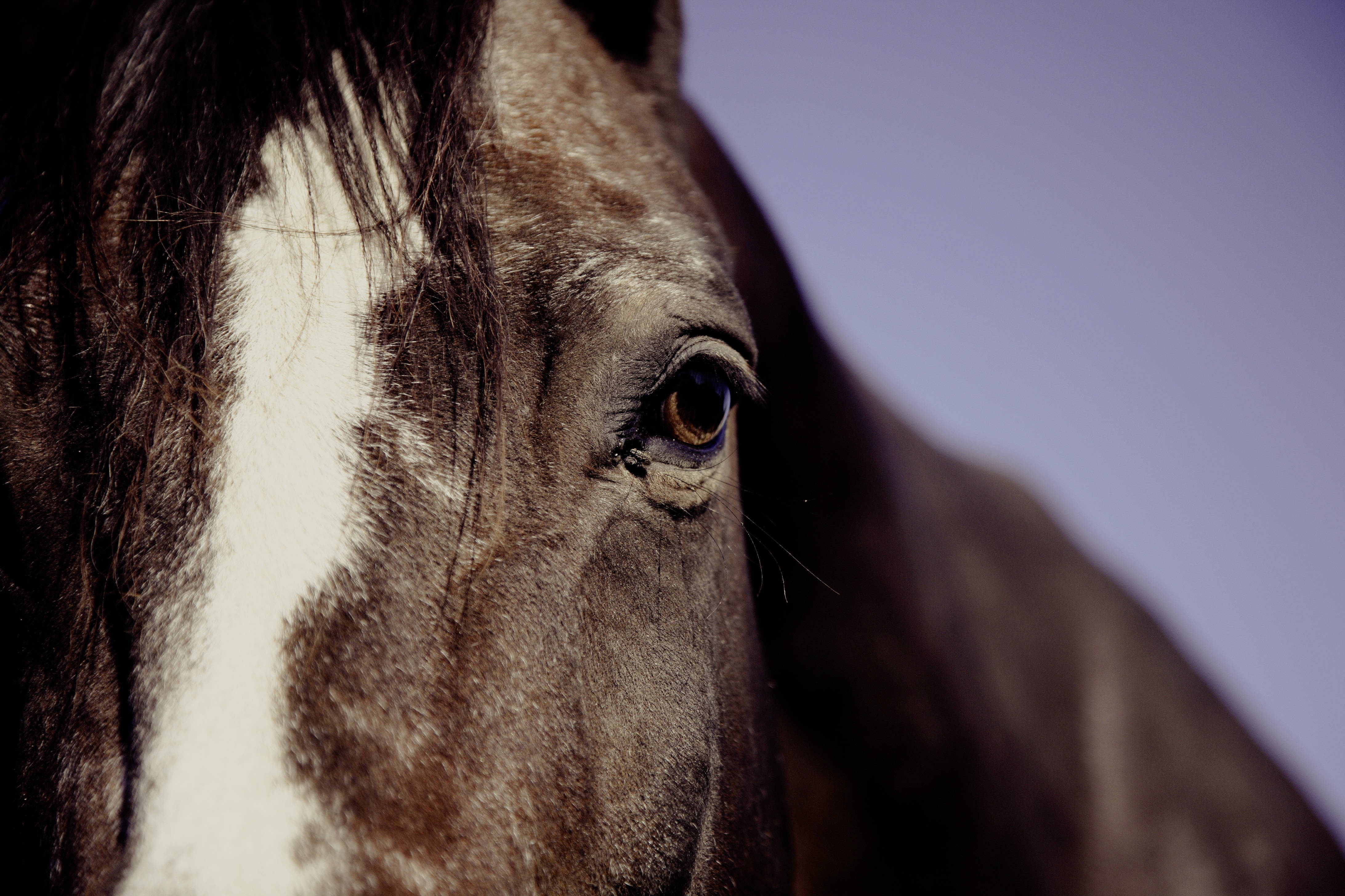 En sort hest stirrer ud i det fjerne Wallpapers