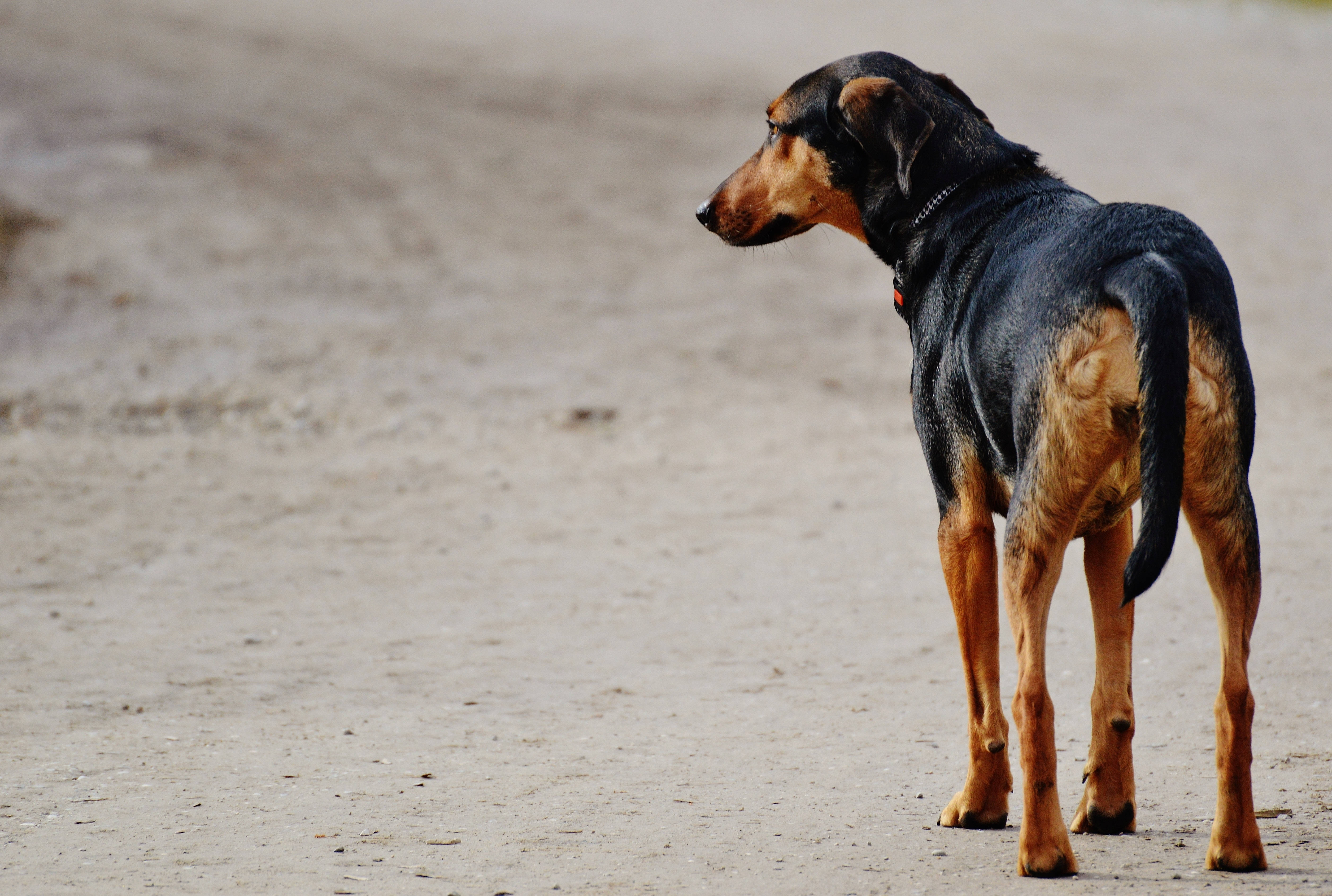 En sort hund venter i spænding. Wallpapers