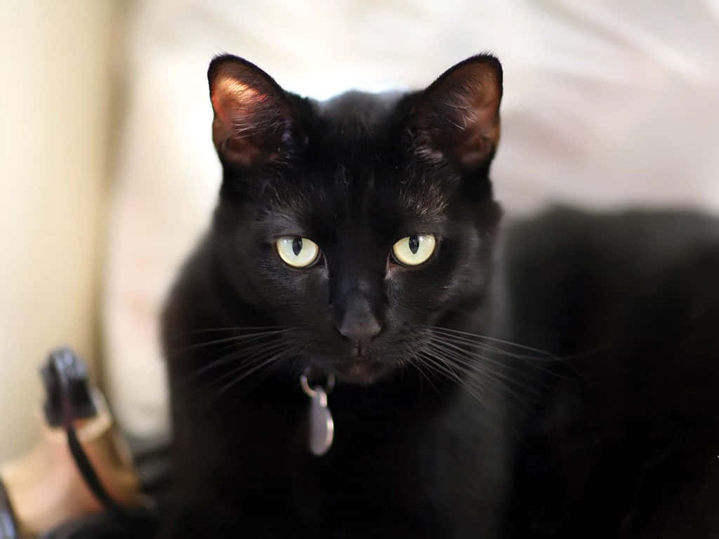 en sort kat med grønne øjne sidder på en seng Wallpapers