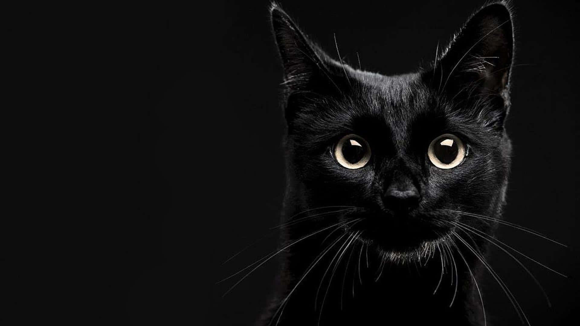 en sort kat stirrer ind i kameraet Wallpapers