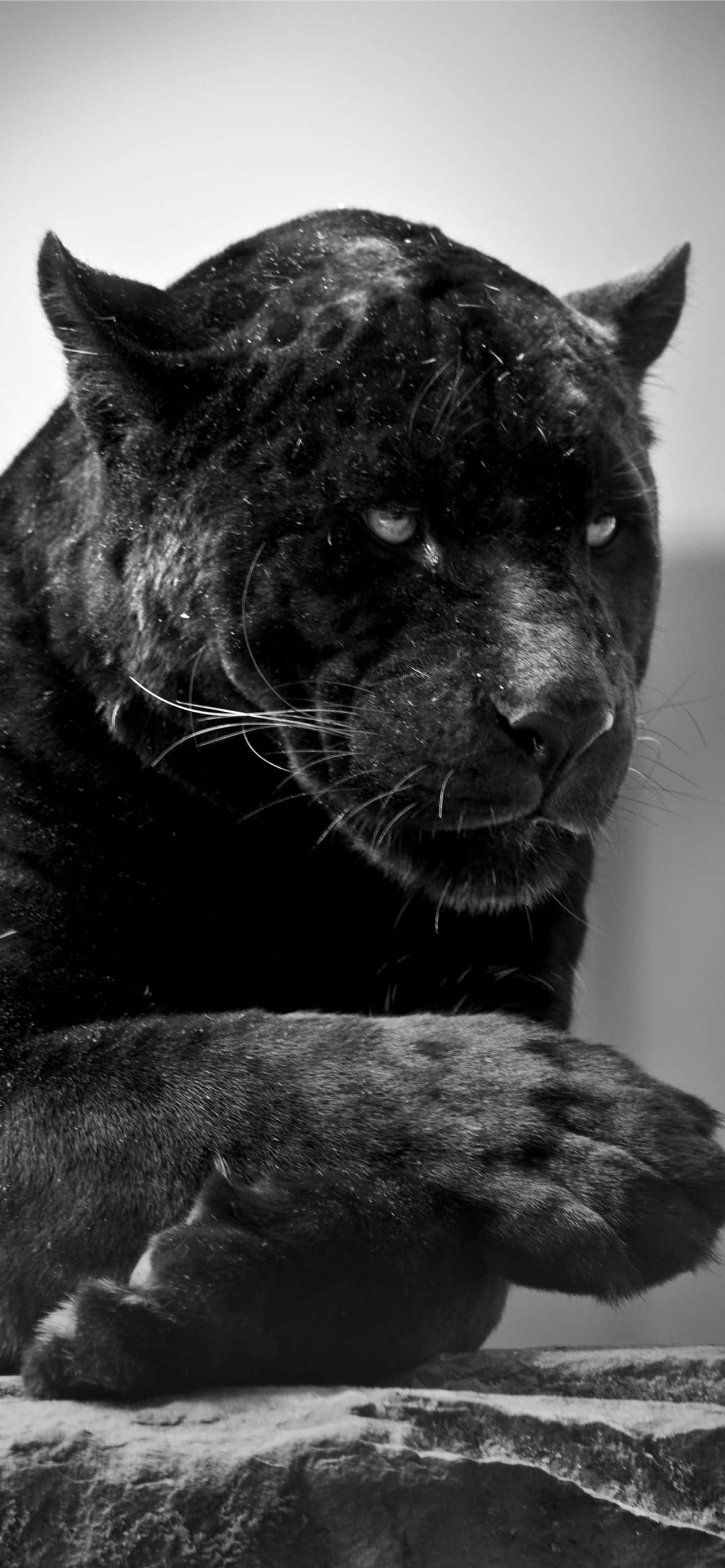 en sort leopard sidder på en sten Wallpapers