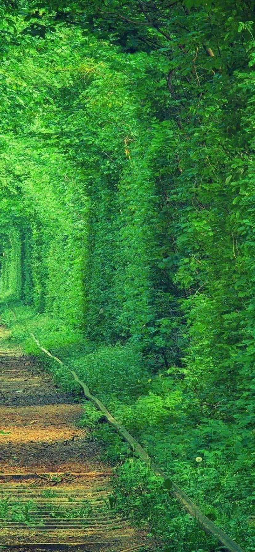 En spektakulær udsigt over naturen i et vertikalt landskab Wallpapers