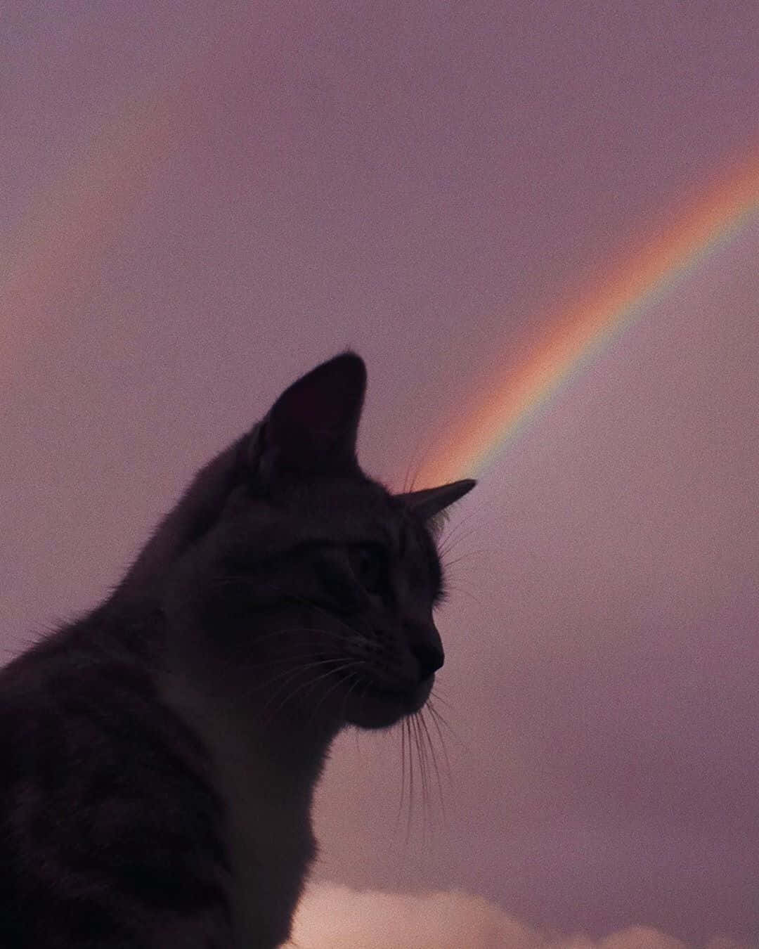En æstetisk kat i sit naturlige miljø Wallpapers