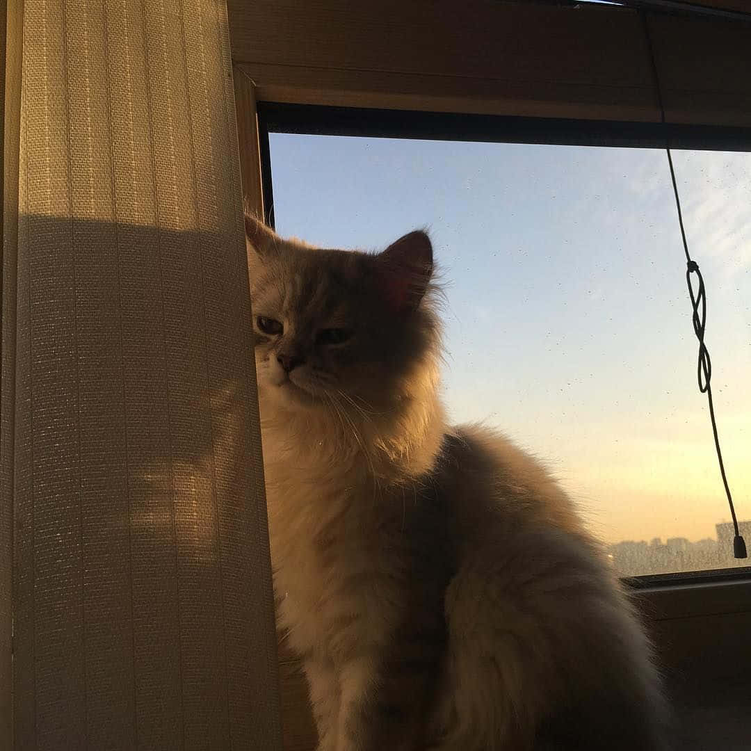 En æstetisk kat klar til at spinde Wallpapers