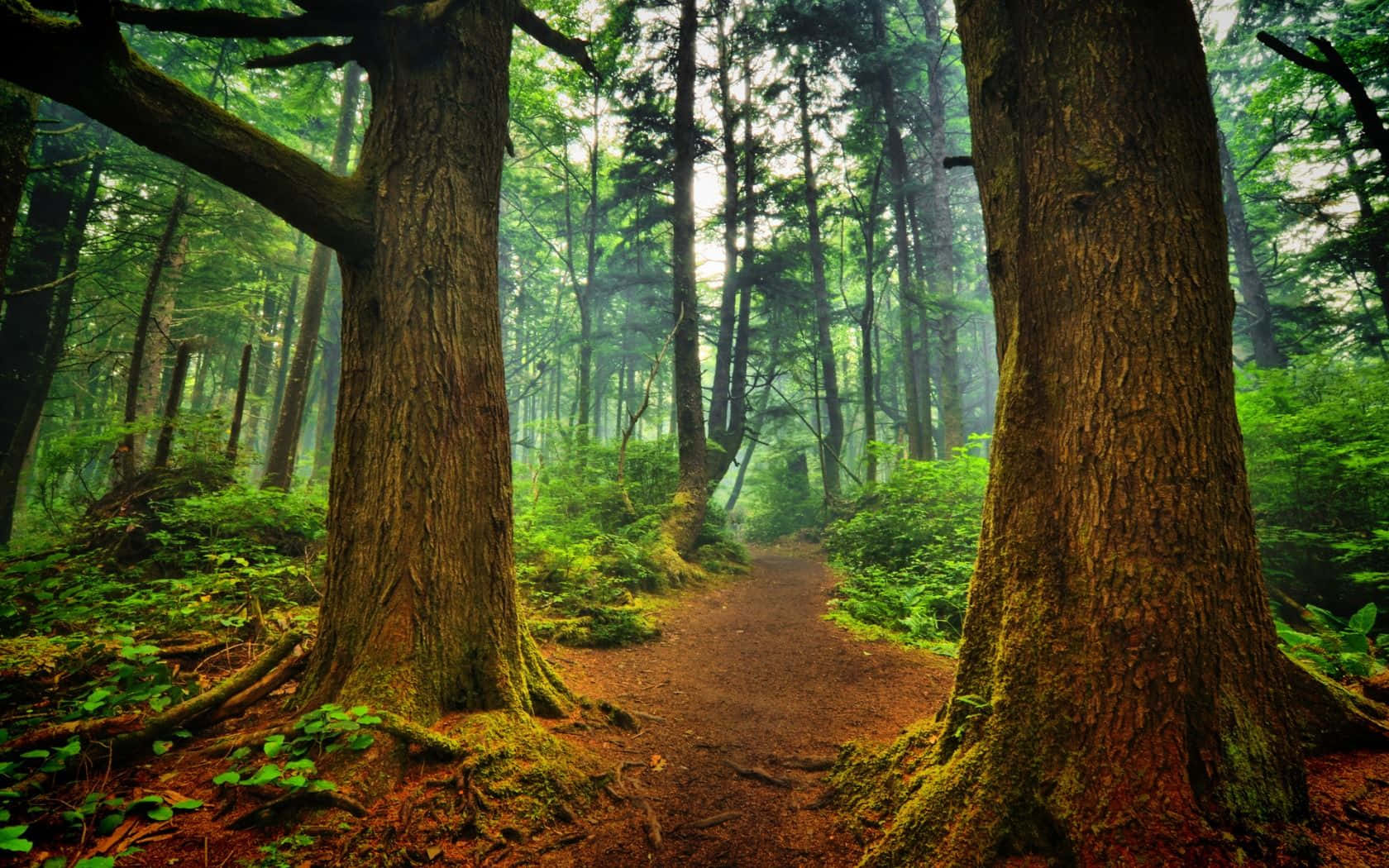 en sti gennem en skov med træer i baggrunden Wallpapers