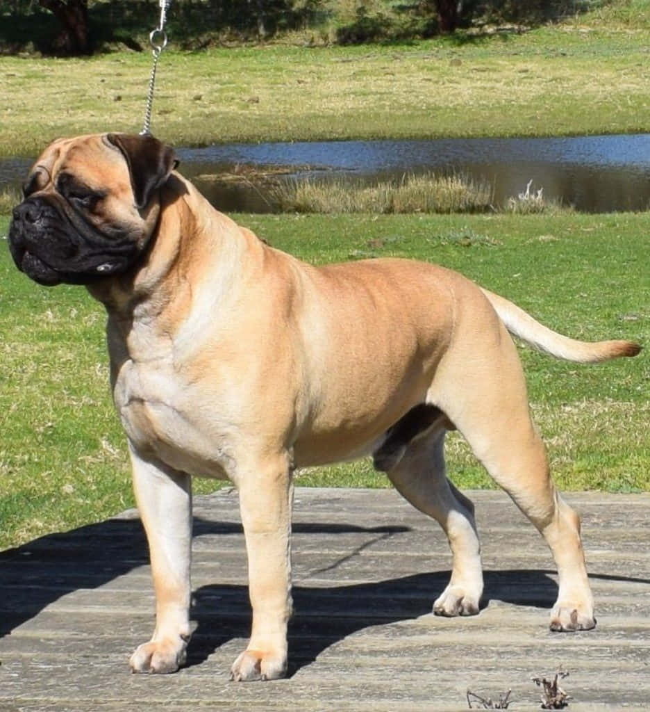 en stor brun hund stående på et trædæk Wallpapers