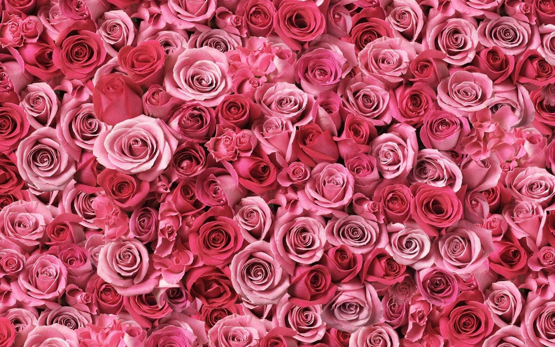 en stor lyserød rosevæg Wallpapers