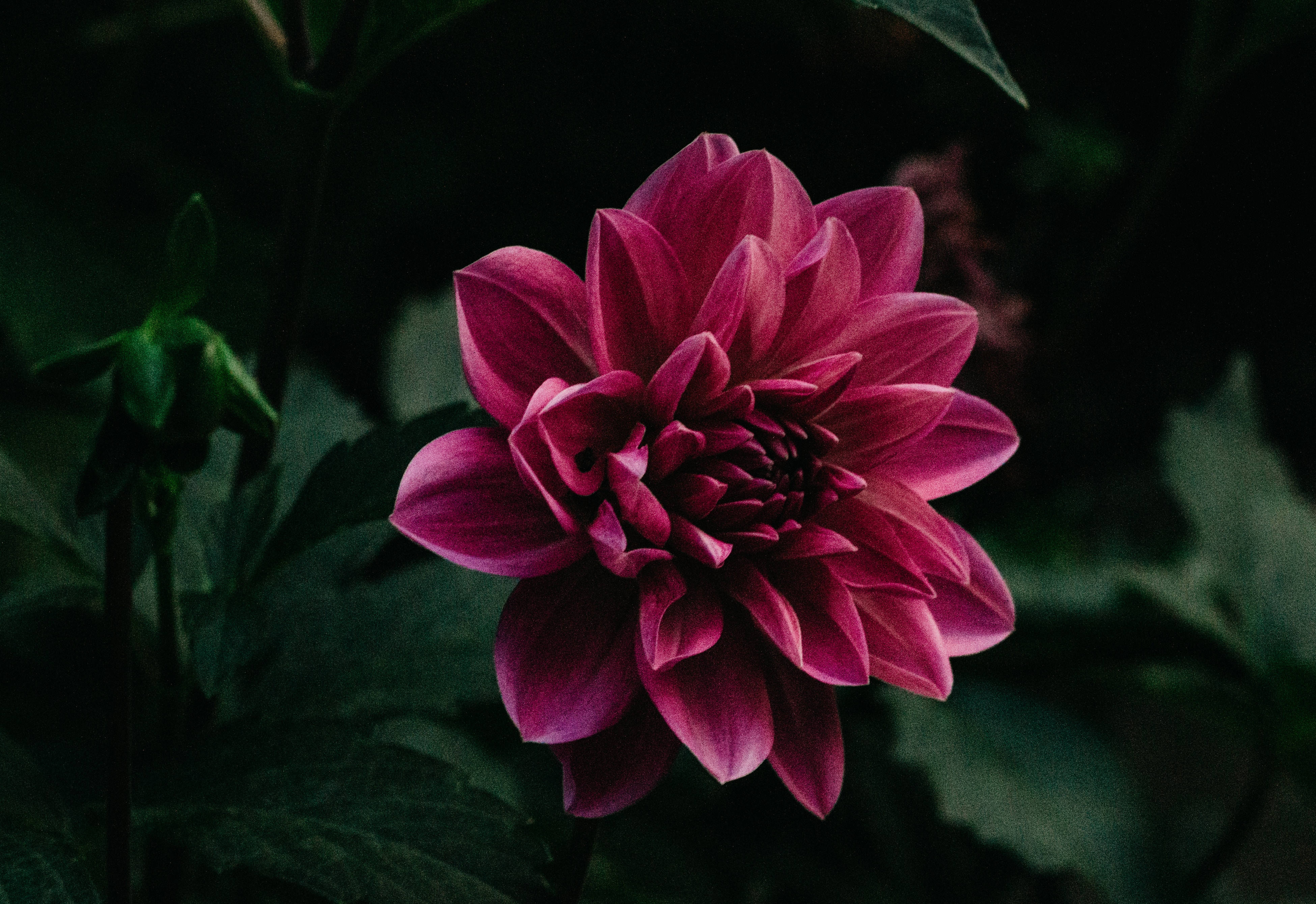 En storslået lilla blomst i fuldt flor Wallpapers