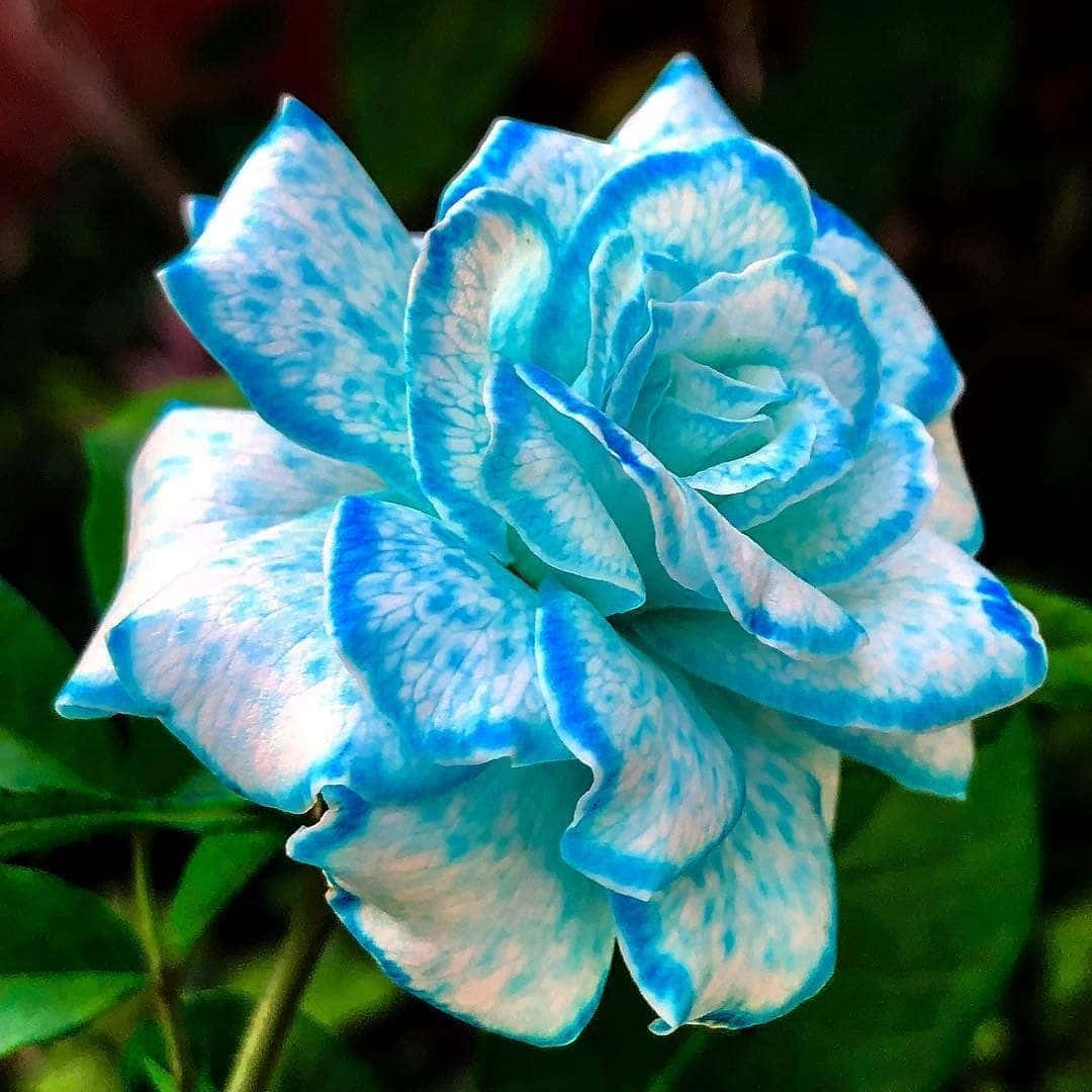 En storslået og livlig rød roseblomst Wallpapers