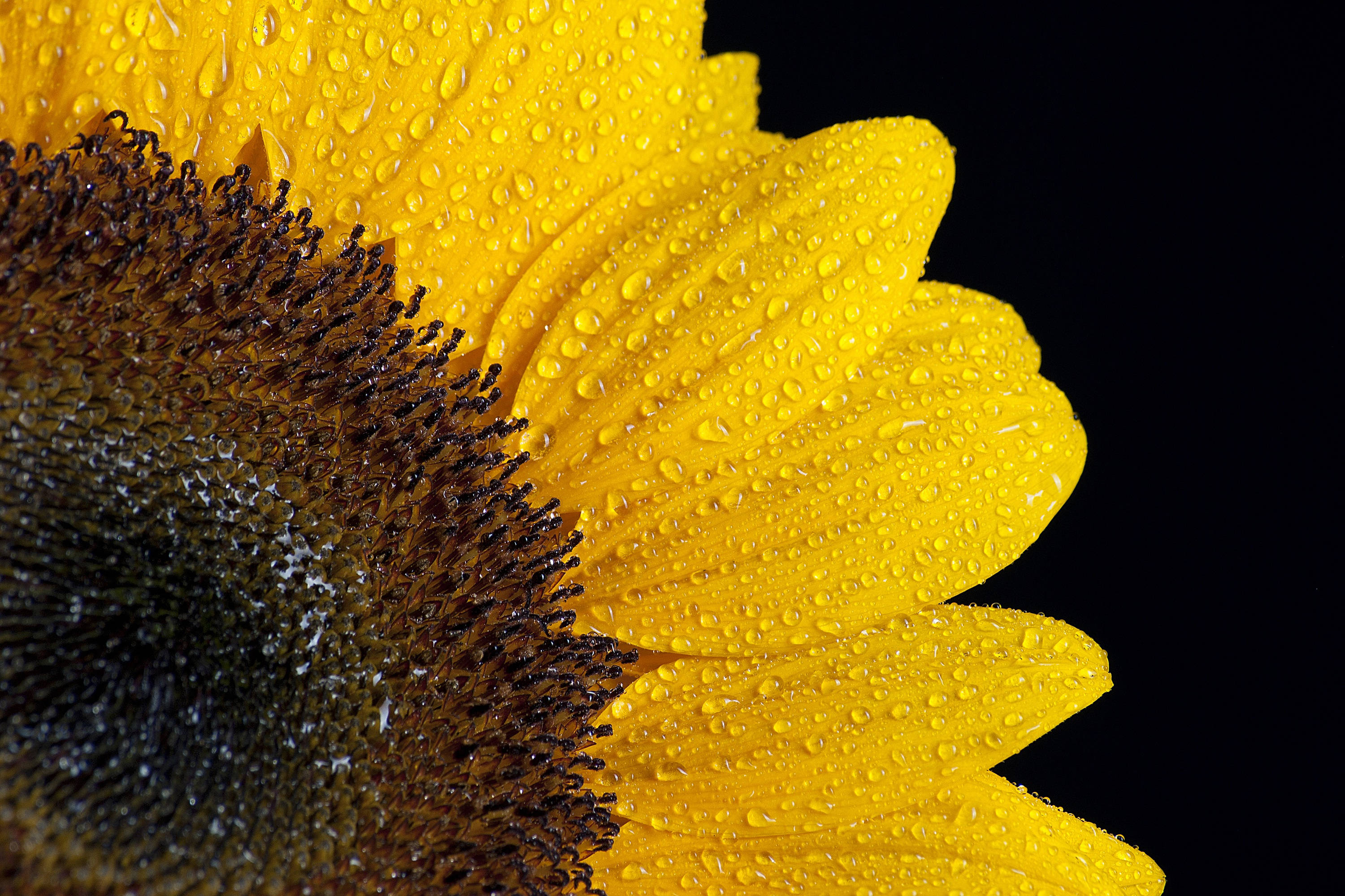 En strålende gul solsikke, der står højt og skinnende klart i sommersolen med et par glitrende vanddråber, der stadig hænger på dens kronblade. Wallpapers