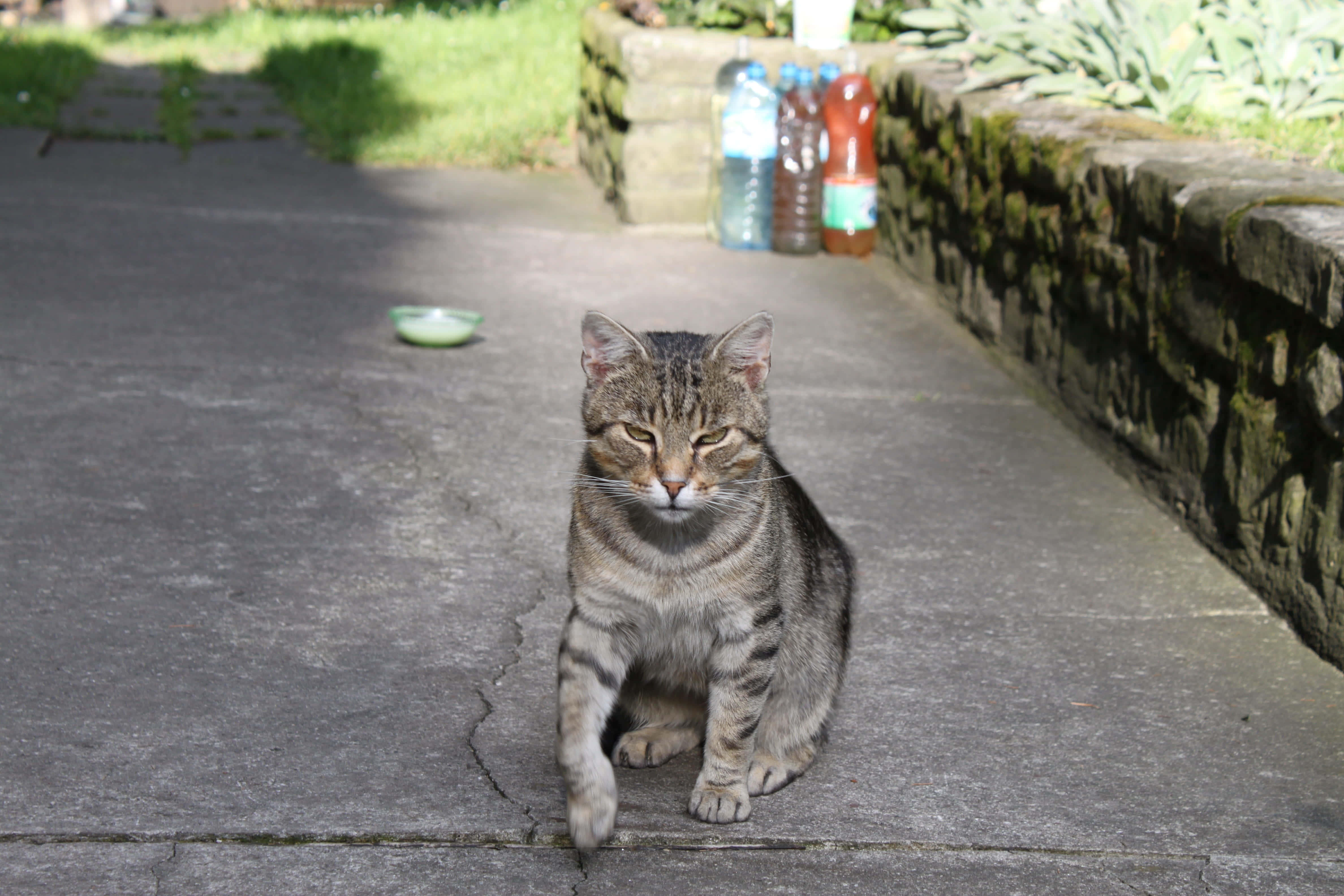 "En sur kat misbilliger" Wallpapers