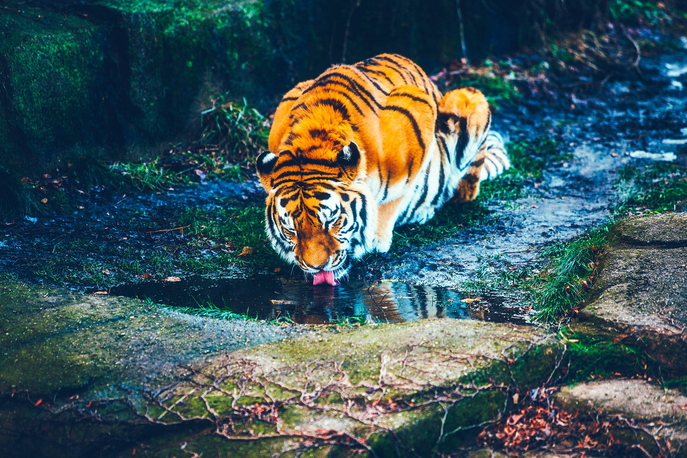 En tiger, der drikker frisk vand i sit naturlige habitat Wallpapers