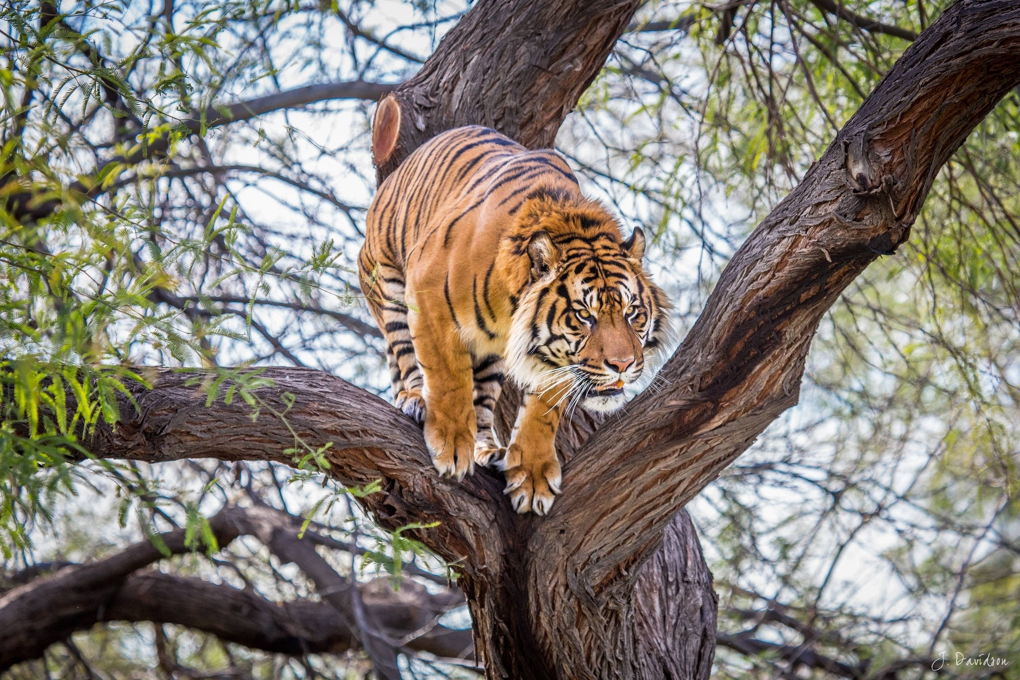 En tiger springer gennem træerne Wallpapers