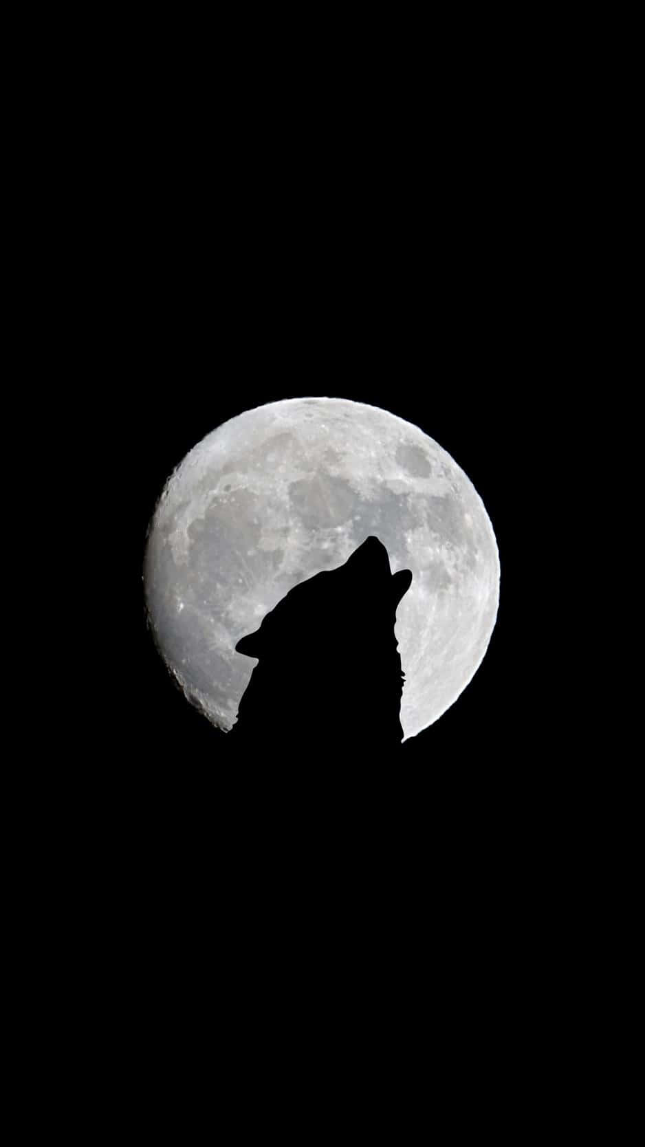 en ulv der hyler mod månen Wallpapers