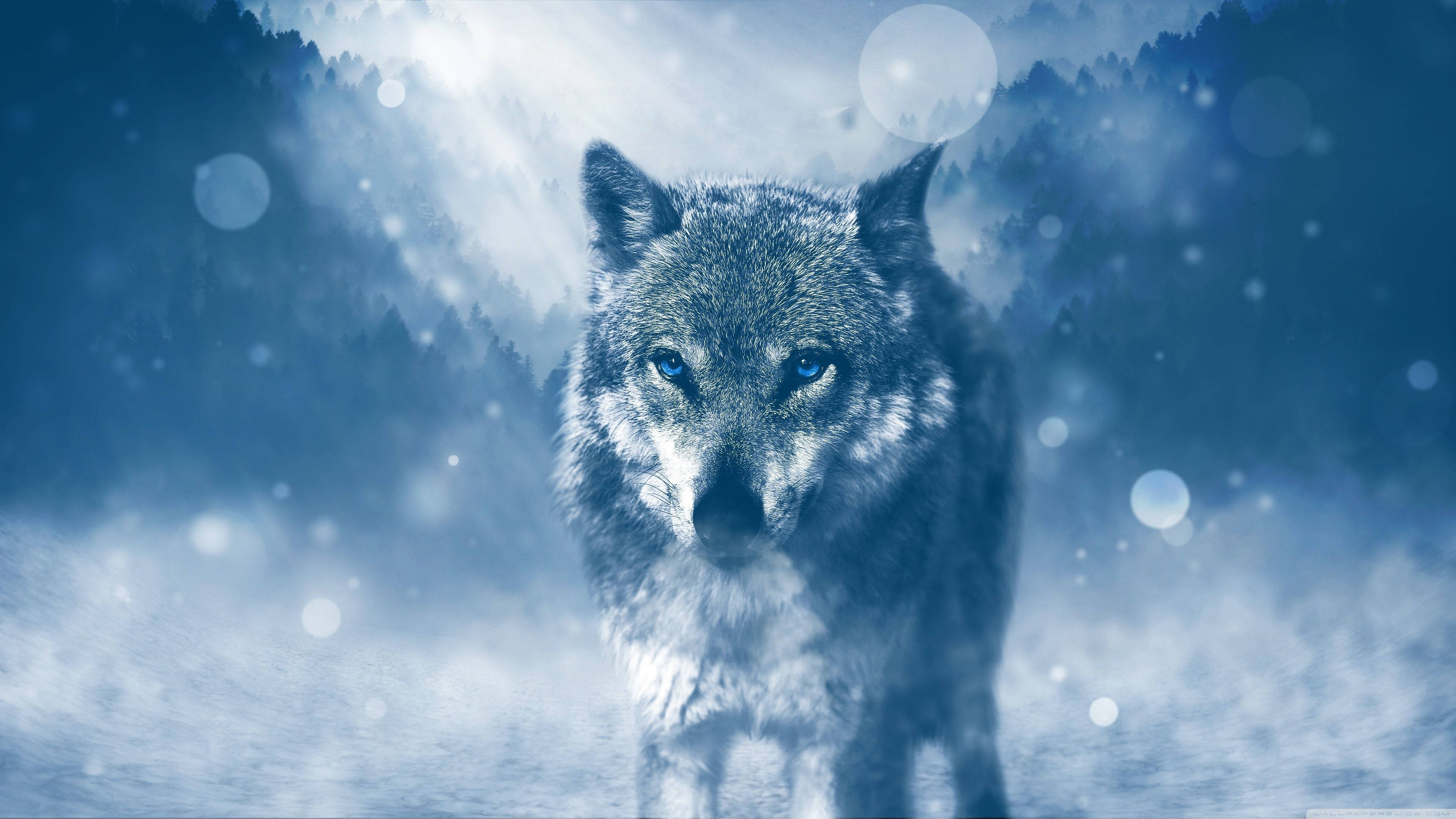 En ulv, der strejfer rundt i den kolde vinternat Wallpapers