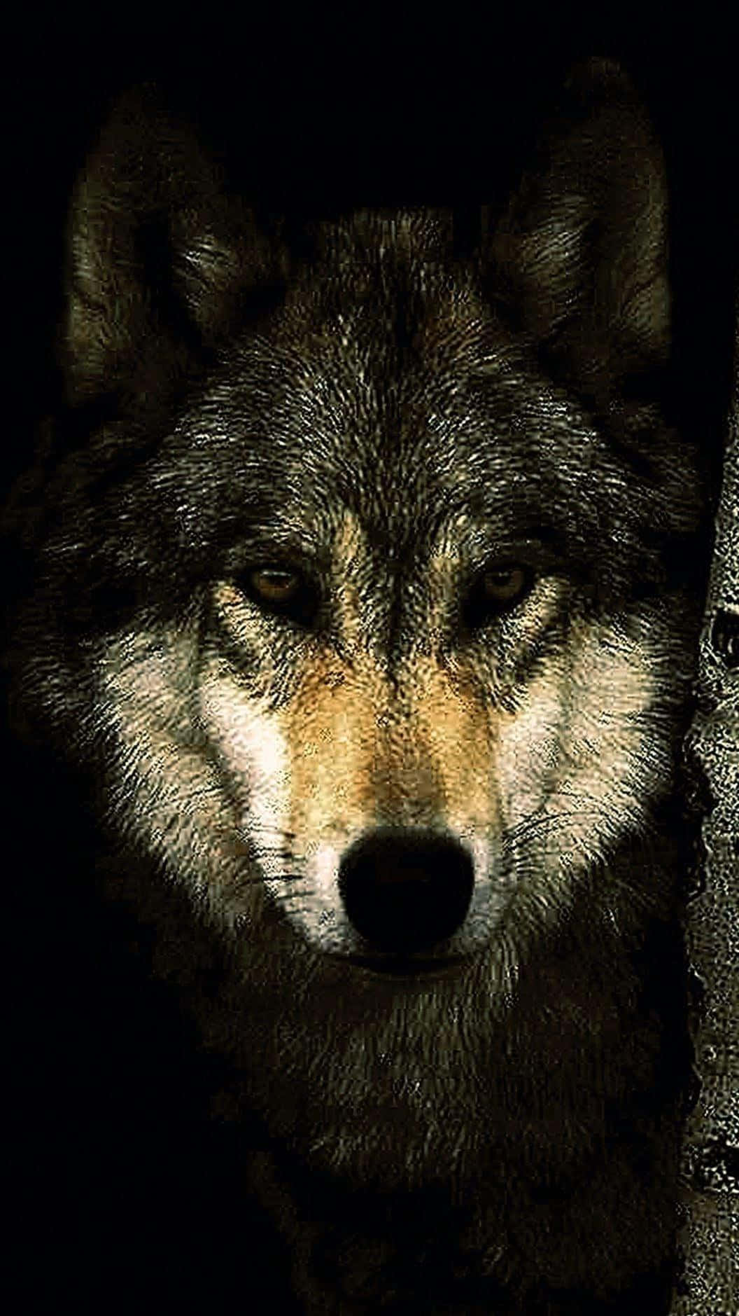en ulv kigger ind i kameraet Wallpapers