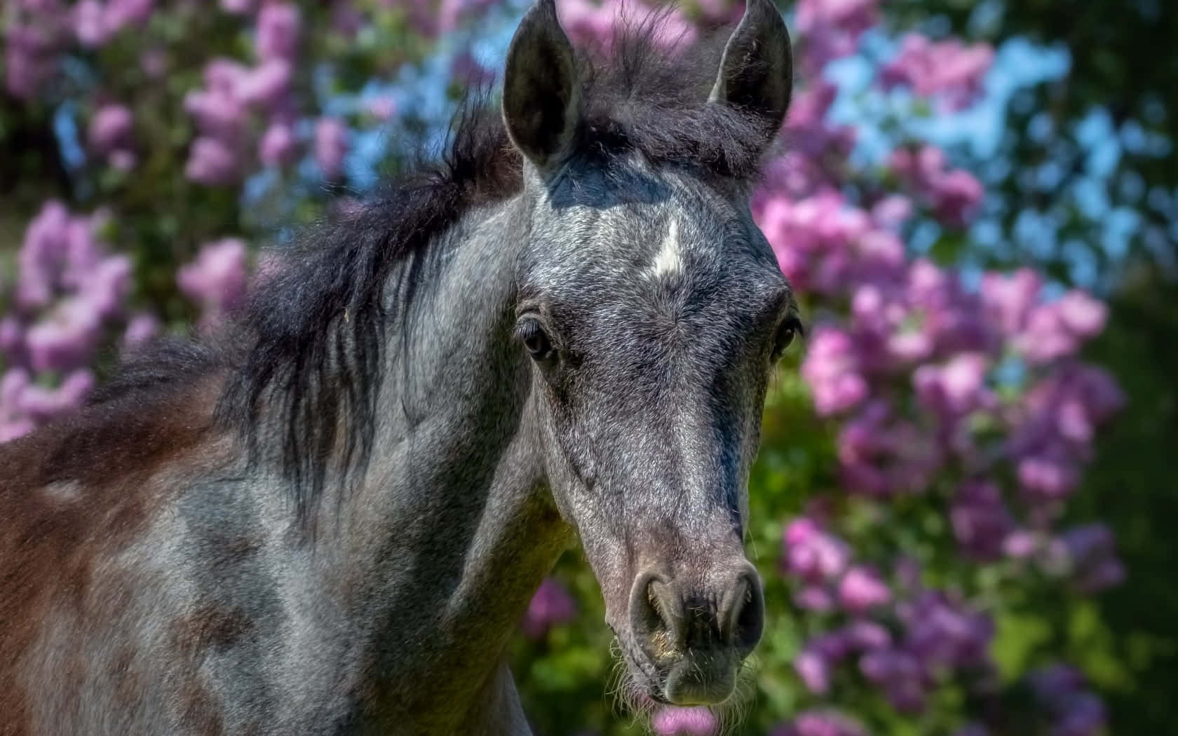 En ung og dejlig brun hest nyder solens stråler Wallpapers
