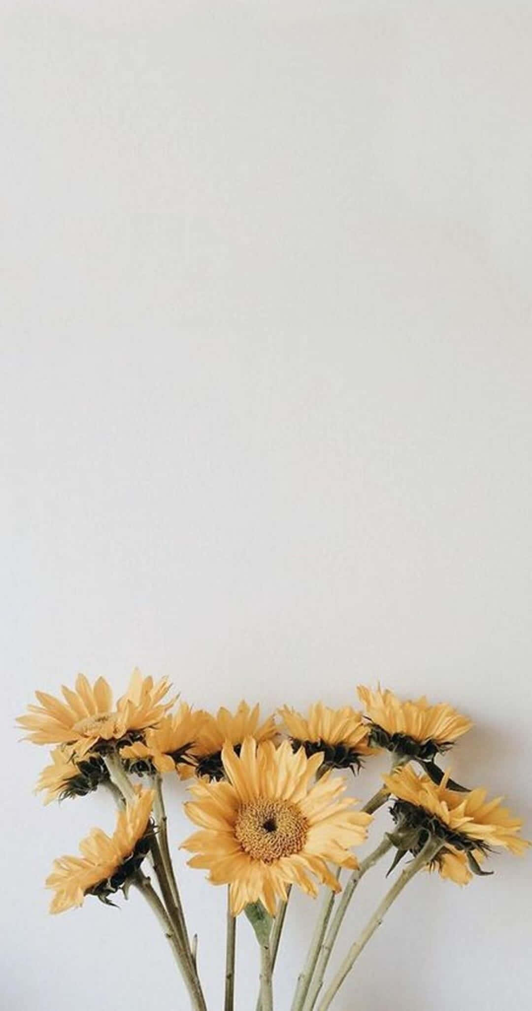 en vase med gule solsikker stående på et hvidt bord Wallpapers