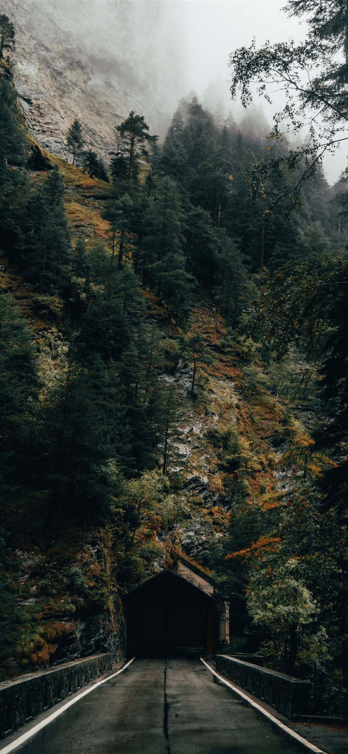 en vej i bjergene med træer og tåge Wallpapers