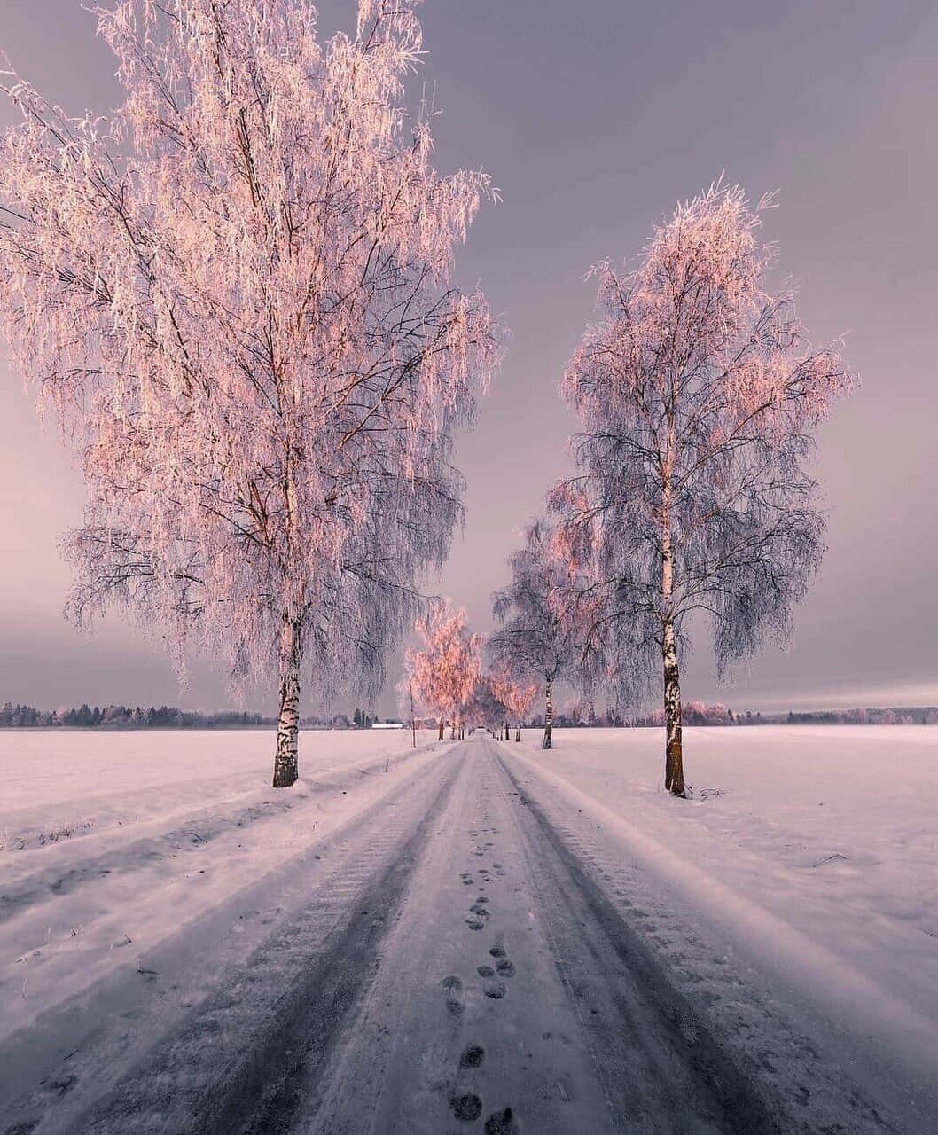 en vej med træer i sneen Wallpapers