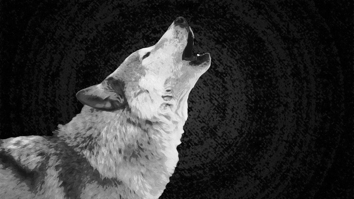 En vild ulvs hyl Wallpapers