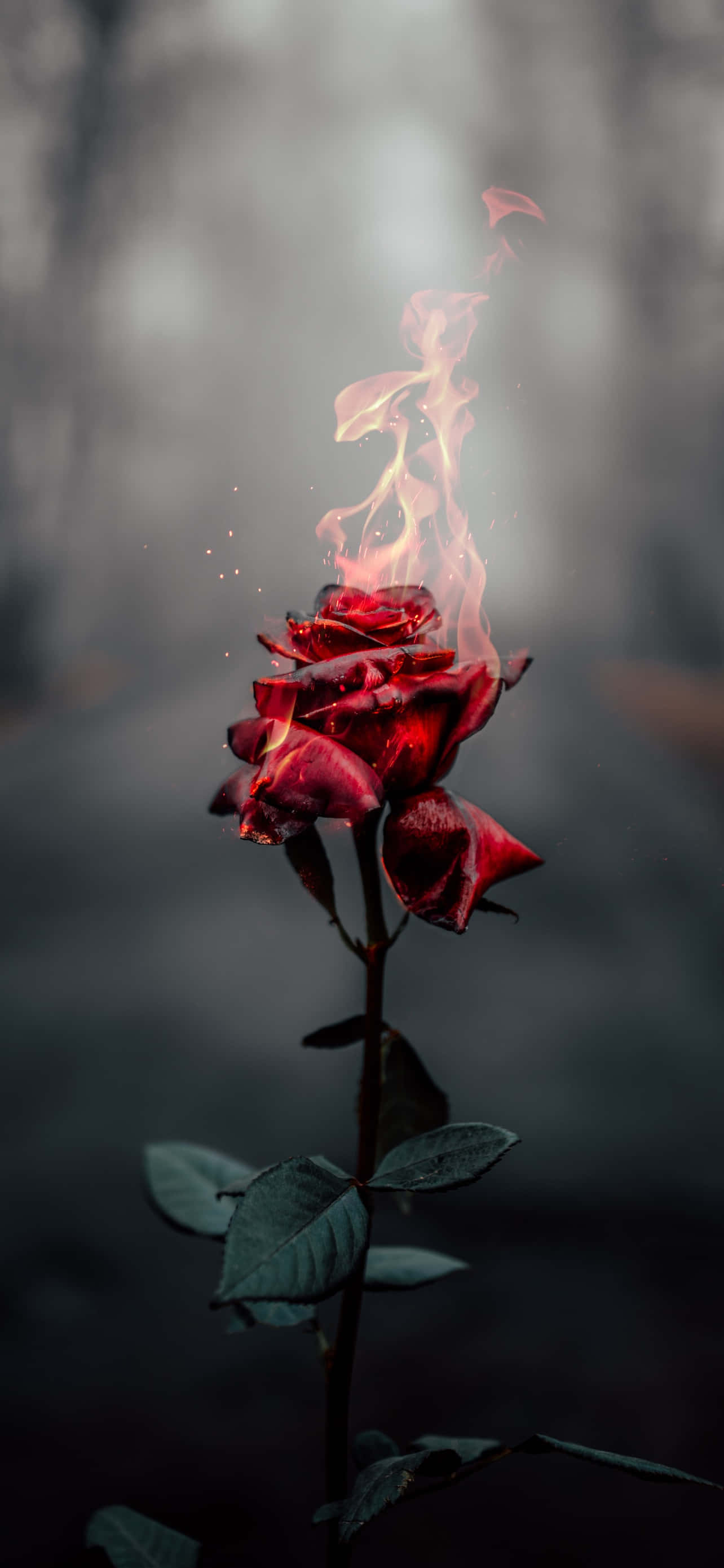 Enchanting Field of Roses Wallpapers