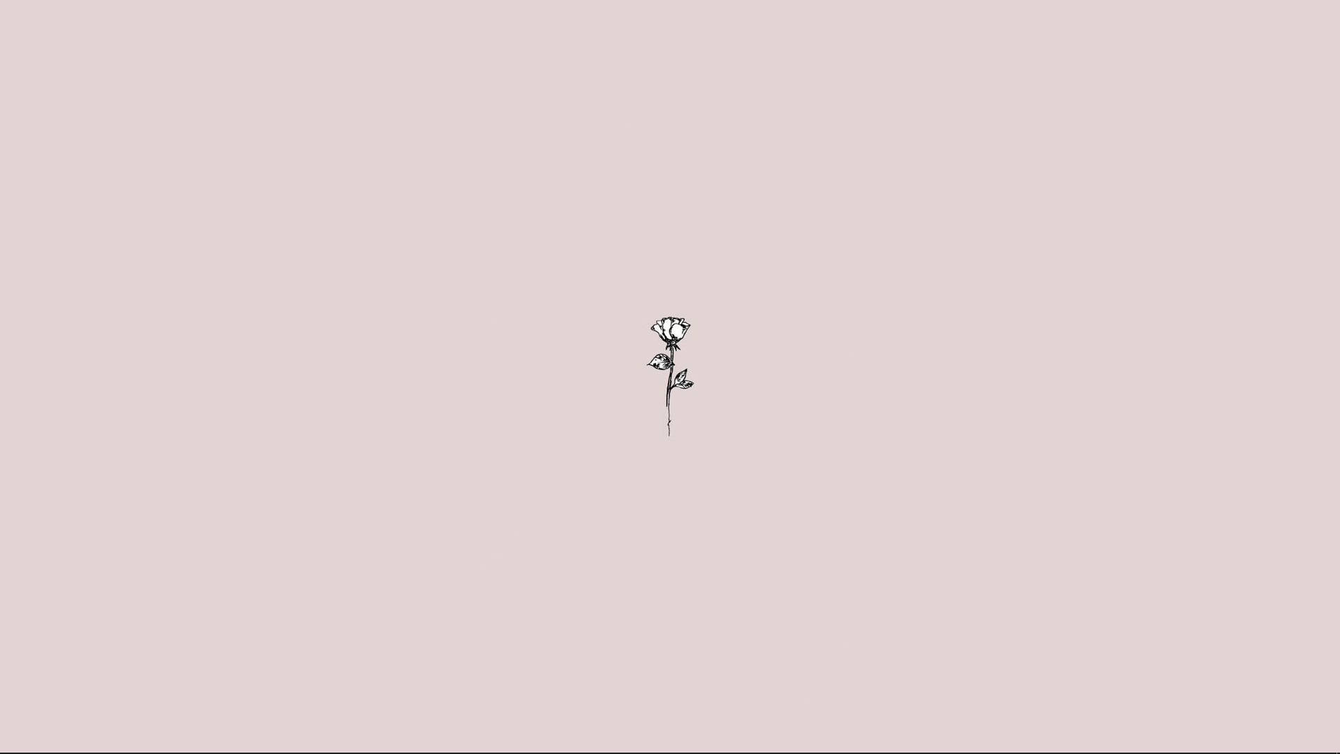 Enkel æstetisk rose Wallpapers