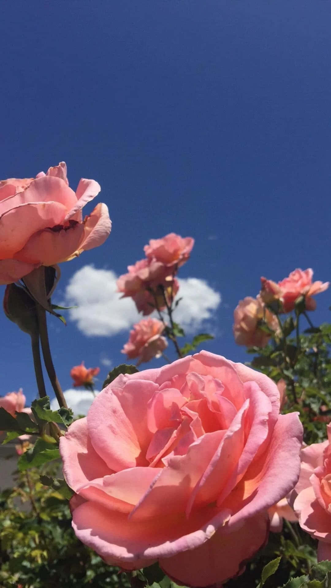 Enkel æstetisk blomst Wallpapers