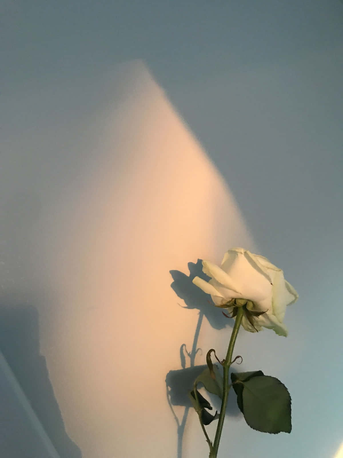 Enkelt hvid rose æstetik i gylden time Wallpapers