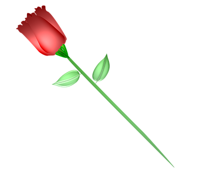 Enkelt rød rose sort baggrund Wallpapers