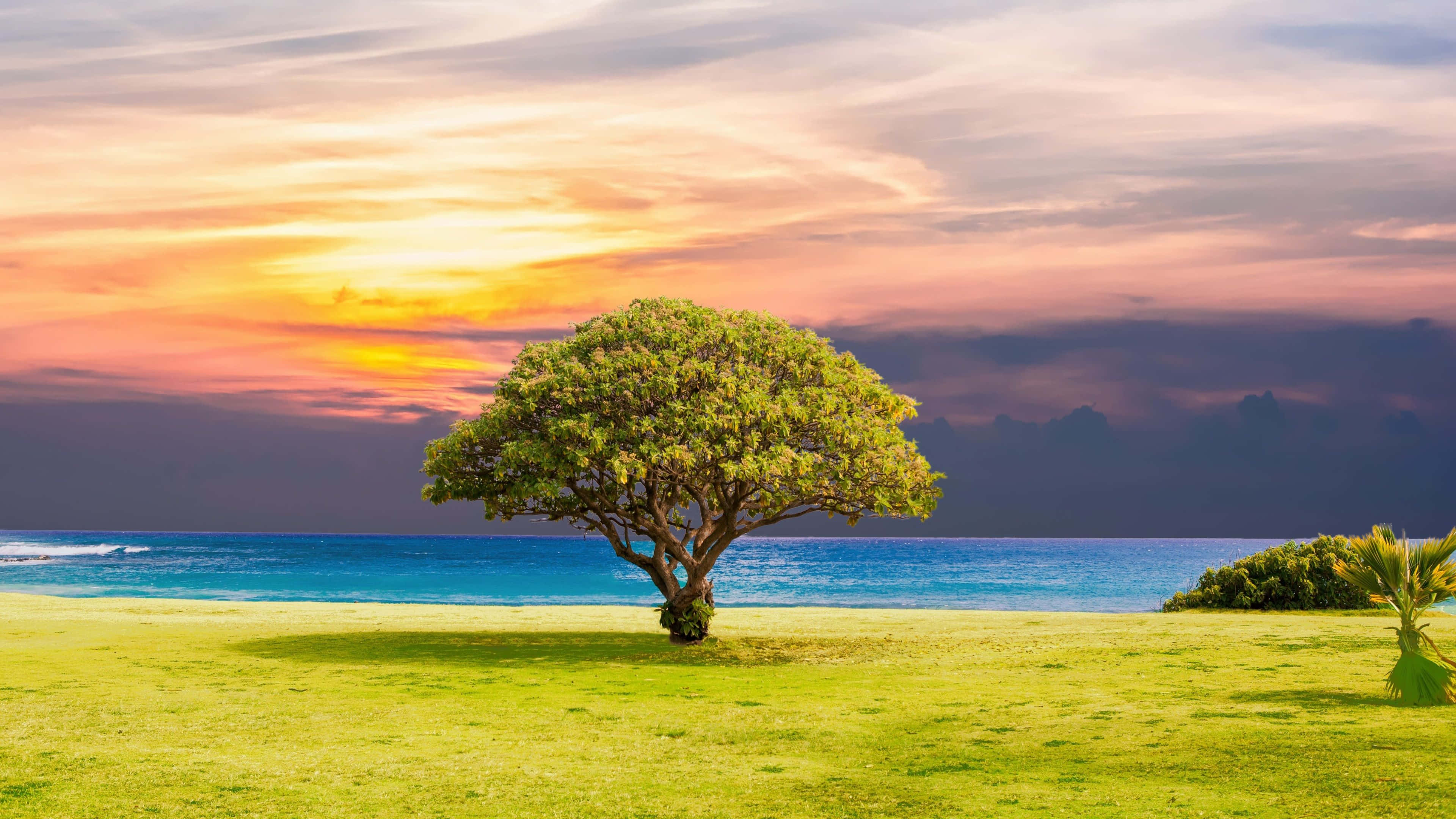 Ensomt træ 4K Ultra HD Landskab Wallpapers