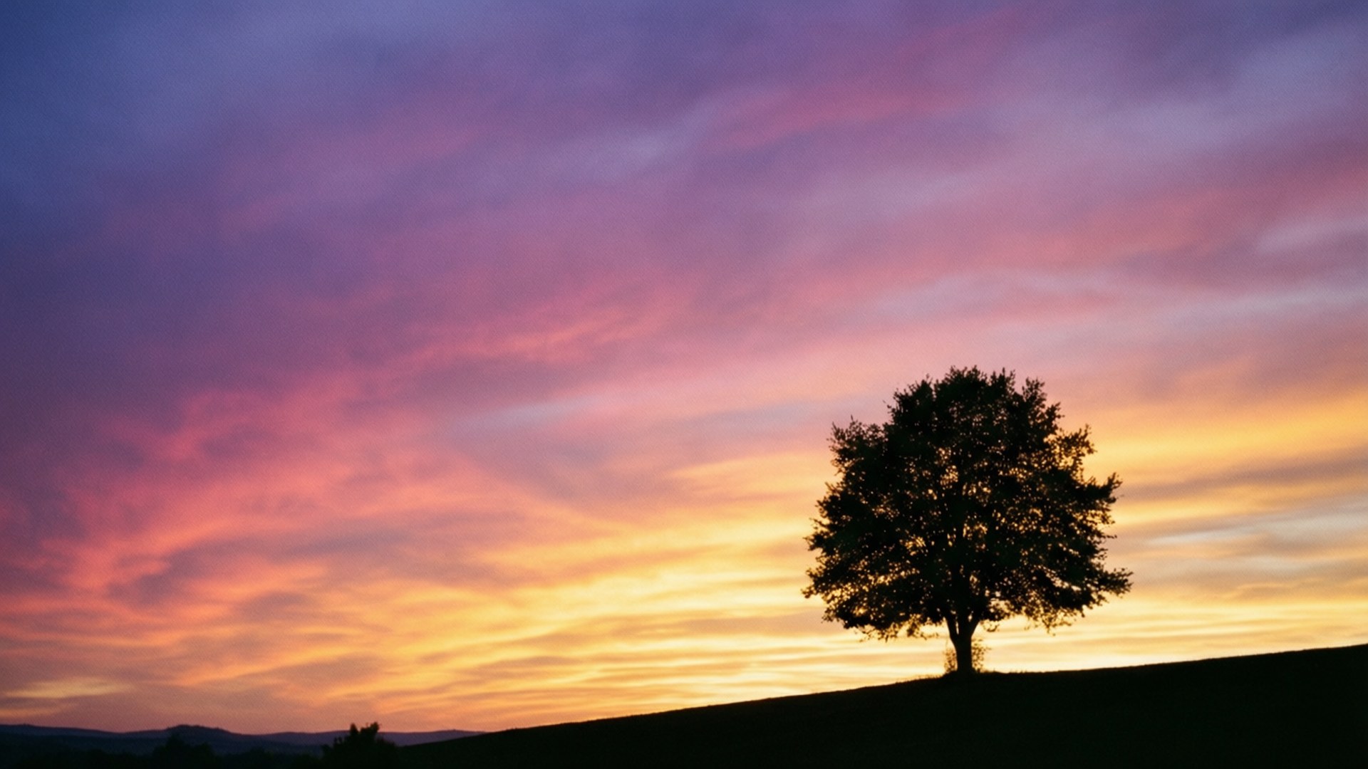 Ensomt træ ved solnedgang Wallpapers