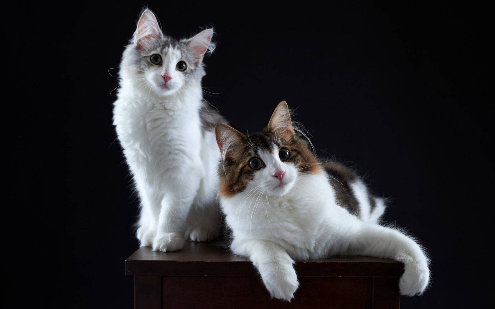 Et bånd mellem to katte Wallpapers