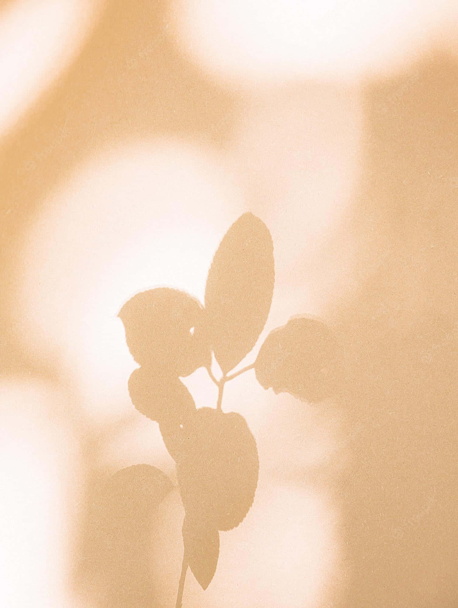 et blad på en plante Wallpapers