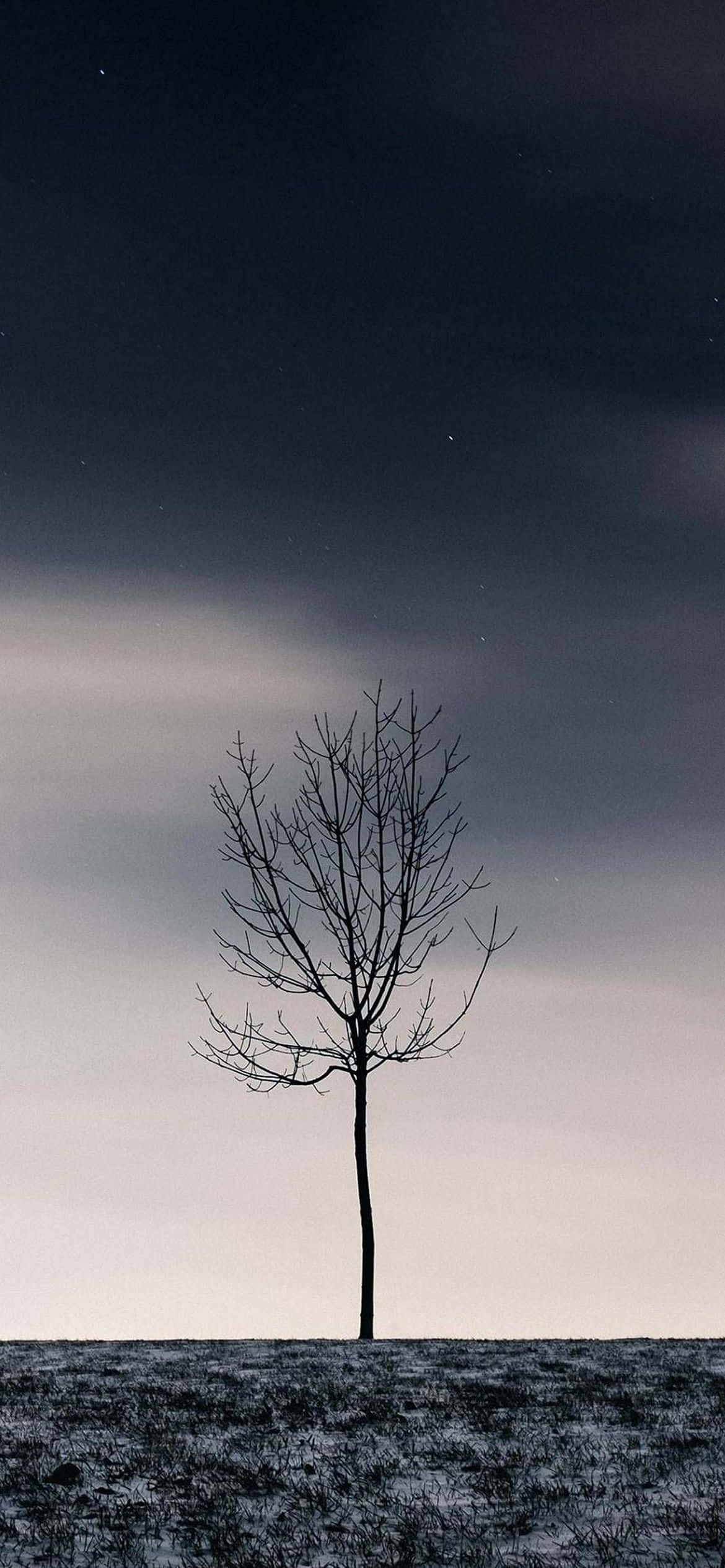 et ensomt træ midt på en mark Wallpapers
