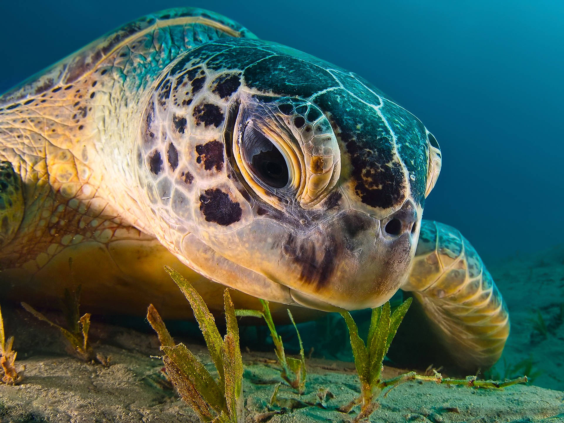 Et fængende billede af en sød skildpadde med bemærkelsesværdigt store sorte øjne. Wallpapers